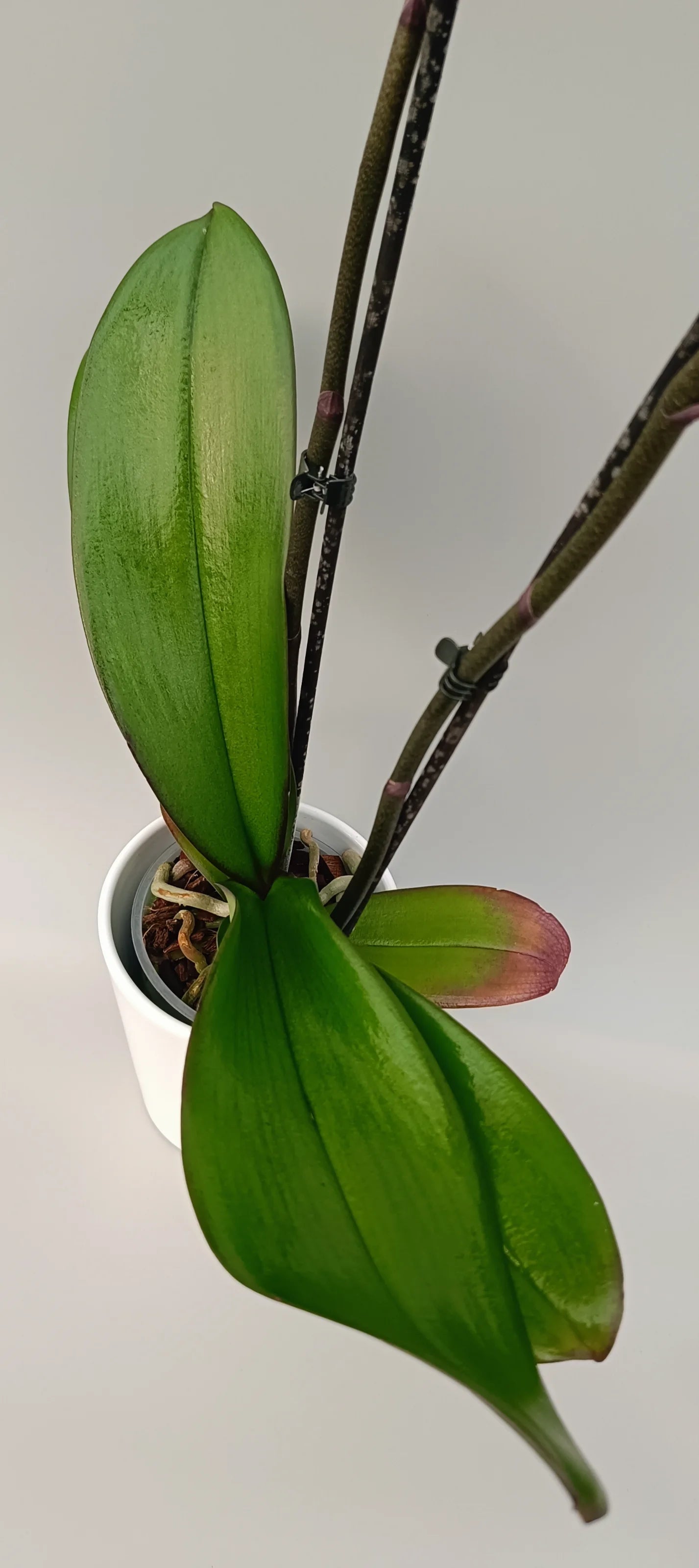Leaves of elegant Fuchsia Glow Phalaenopsis orchid 