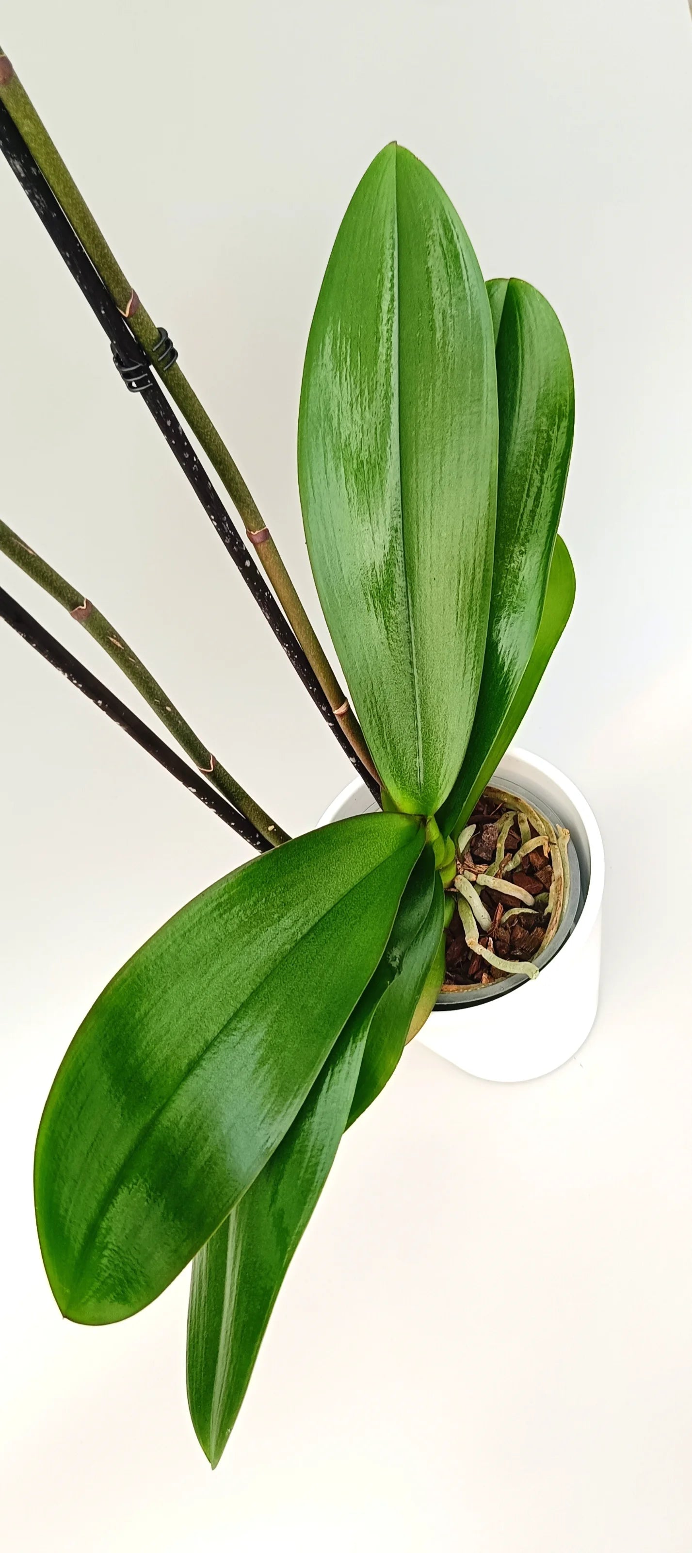 Leaves of white Phalaenopsis Gentle Presence