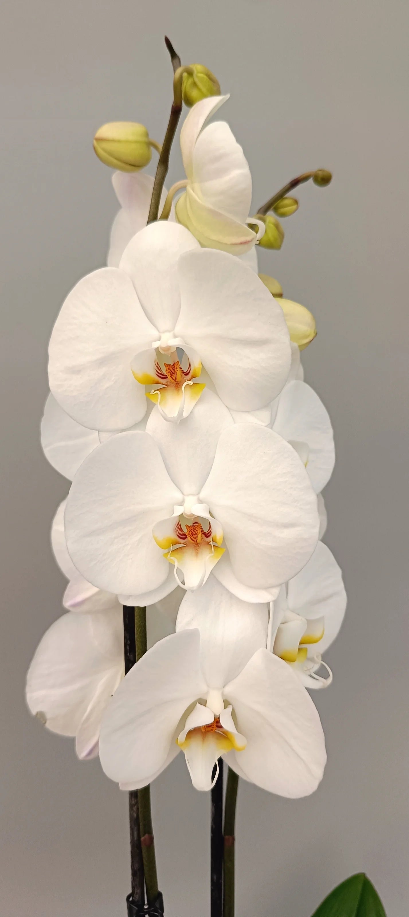 Blooming Gentle Presence orchid with refined form