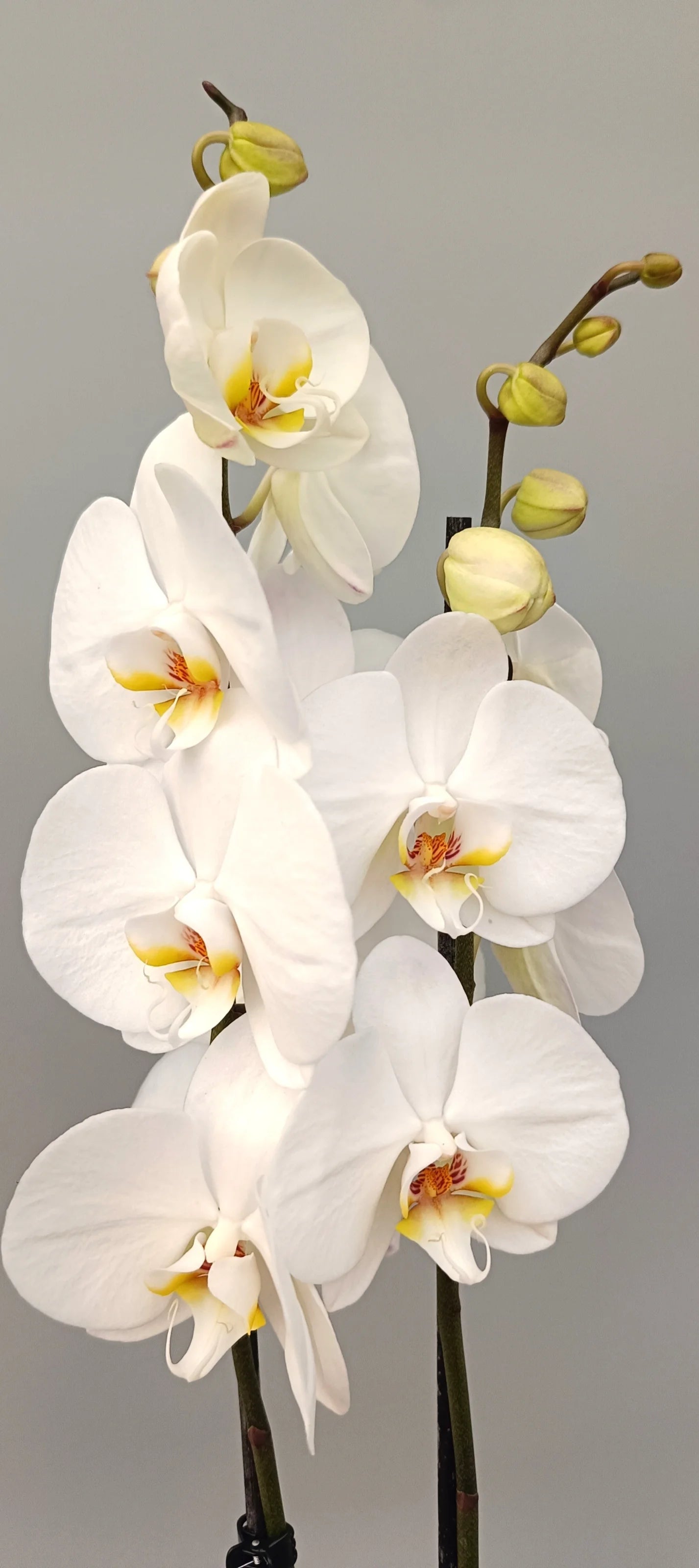 Elegant white orchid Gentle Presence in a minimalist setting