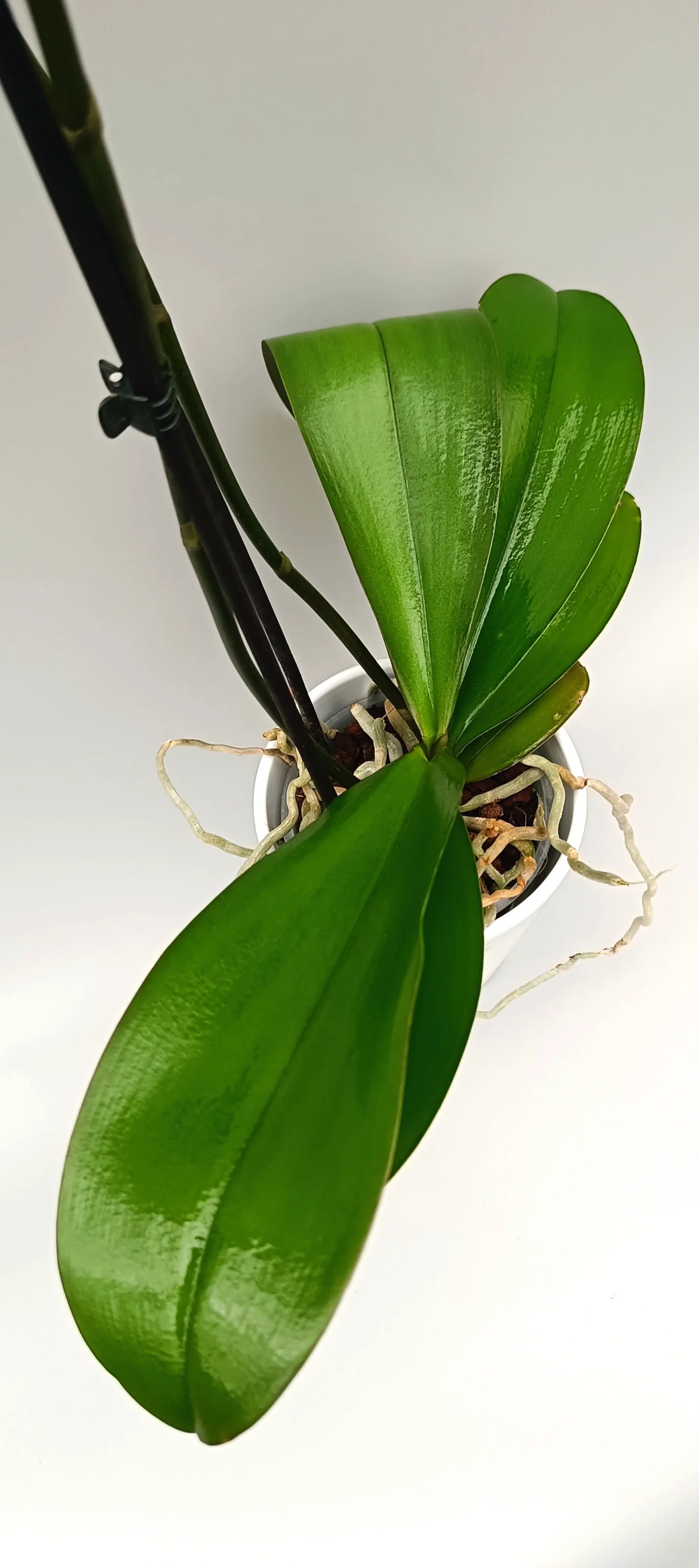 Leaves of the Exotic Phalaenopsis Golden Veil with pink-violet center