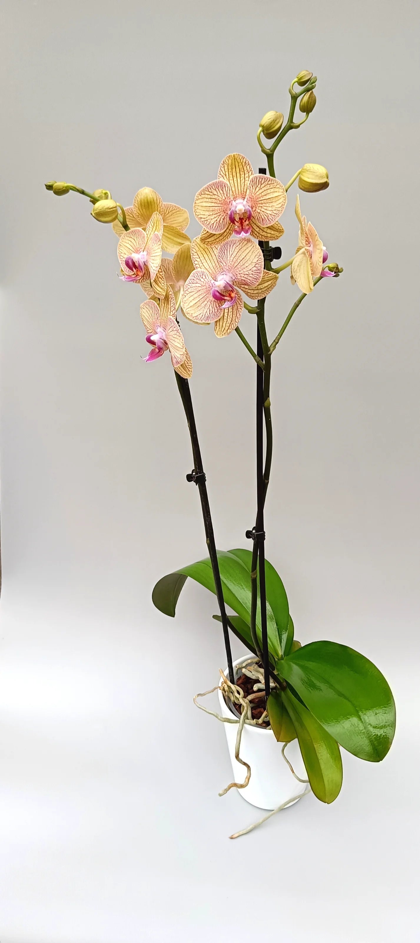 Elegant golden orchid Golden Veil in white pot