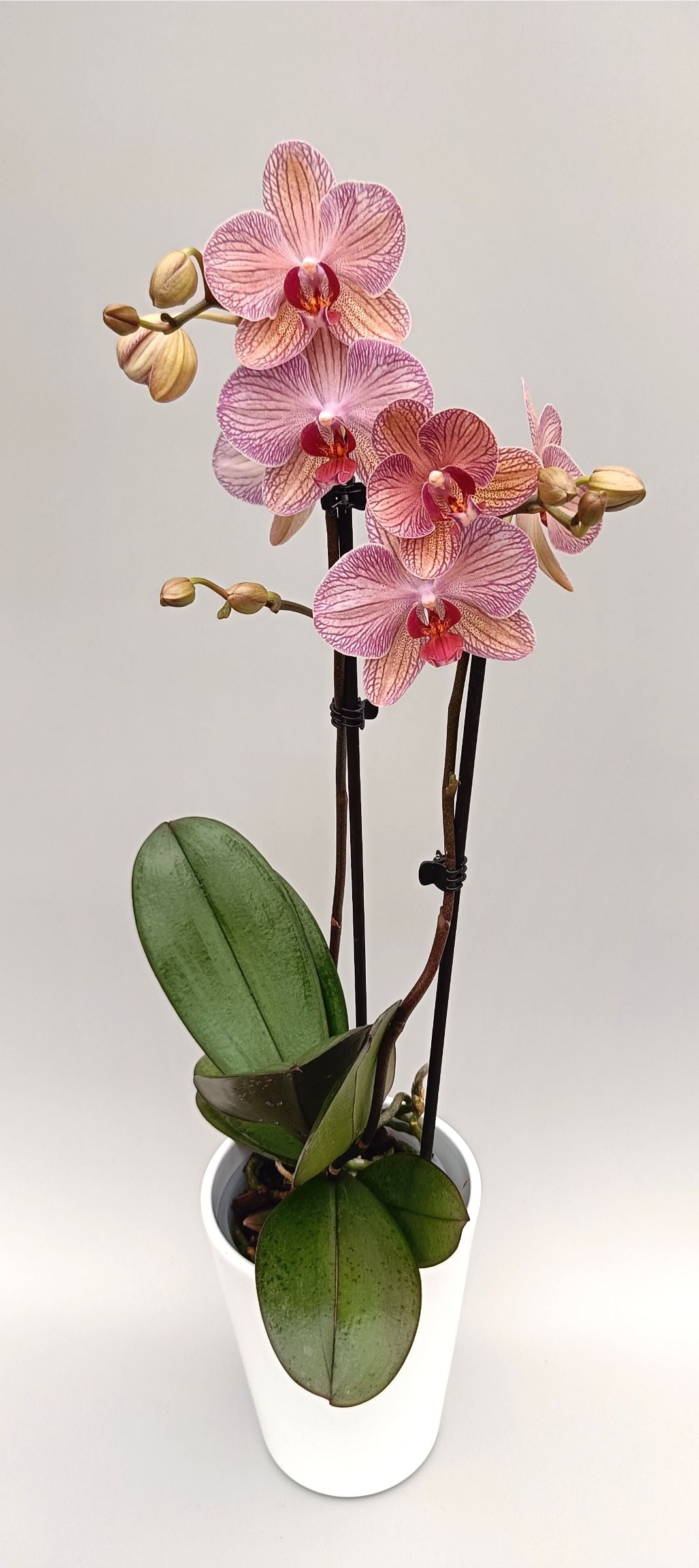 Mini Phalaenopsis orchid with soft peach and pink textured blooms