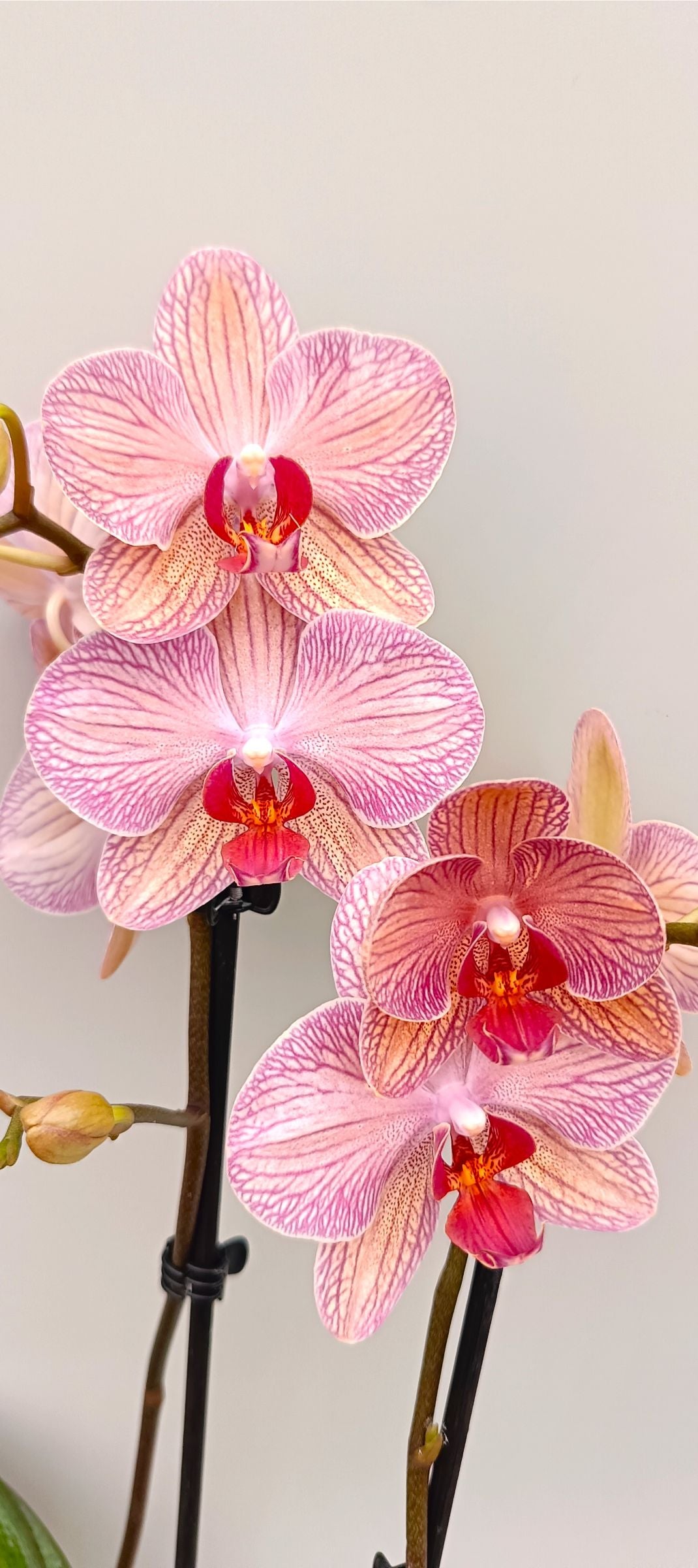 Close-up of mini orchid petals with delicate apricot vein pattern