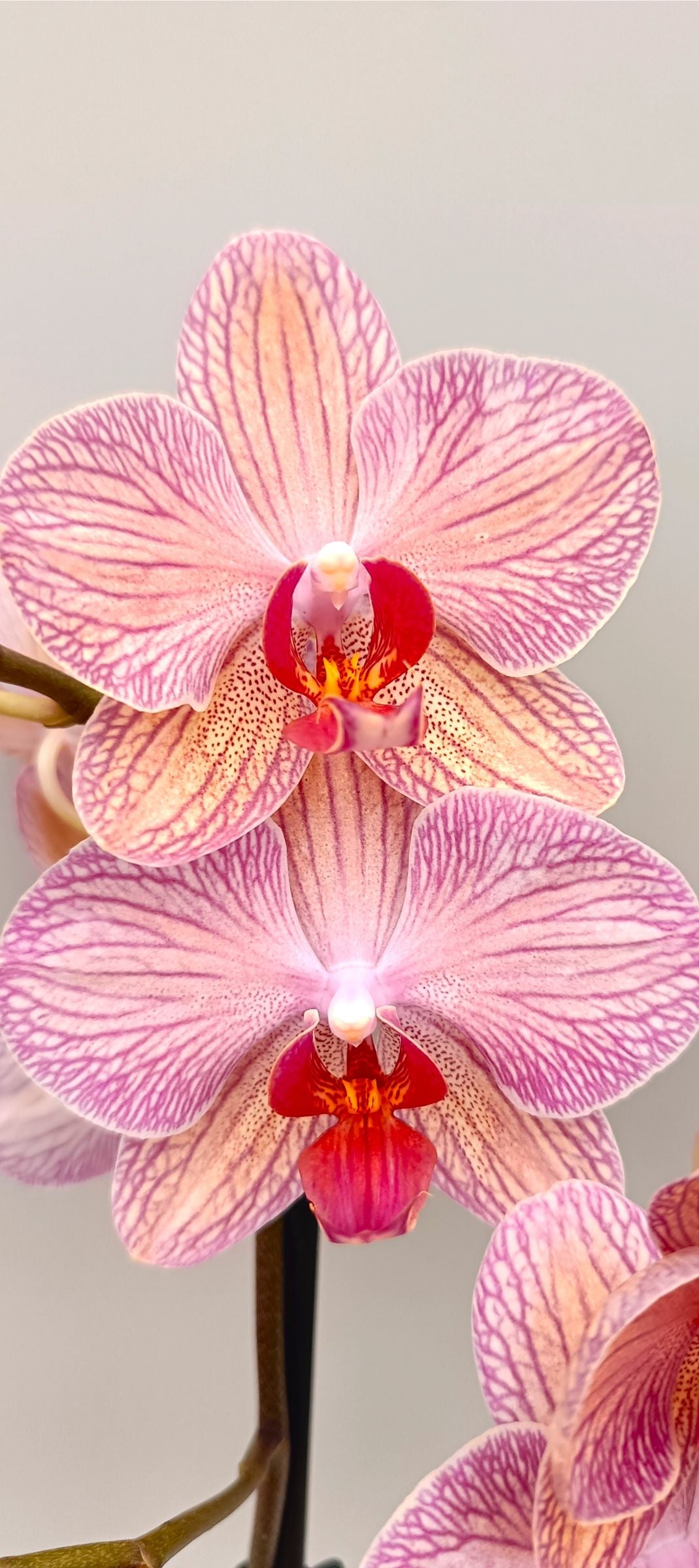 Close-up of mini orchid petals with delicate apricot vein pattern