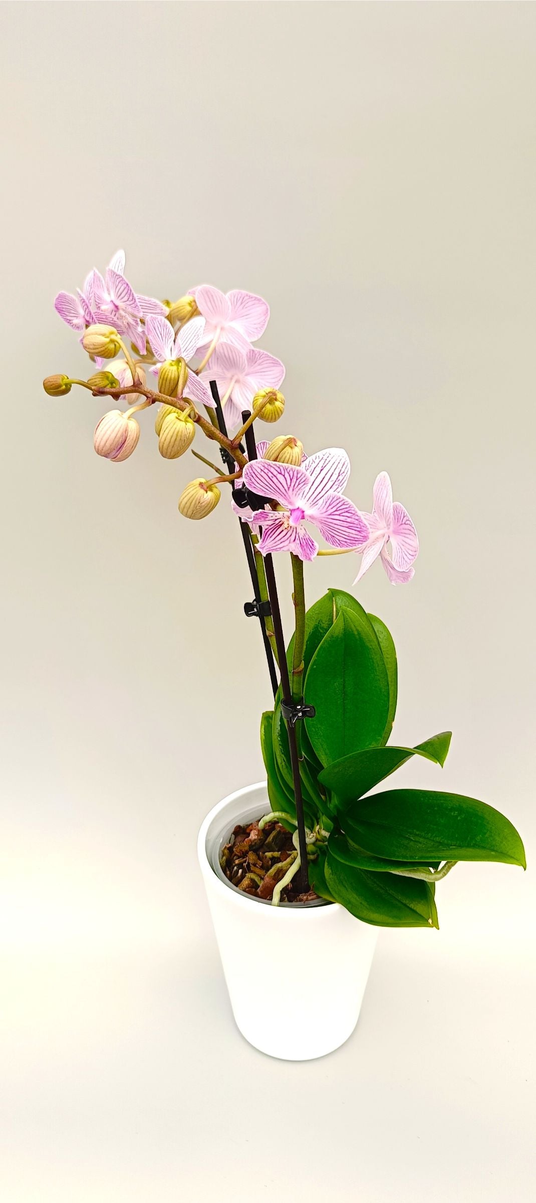 Mini Phalaenopsis orchid with delicate pink veining