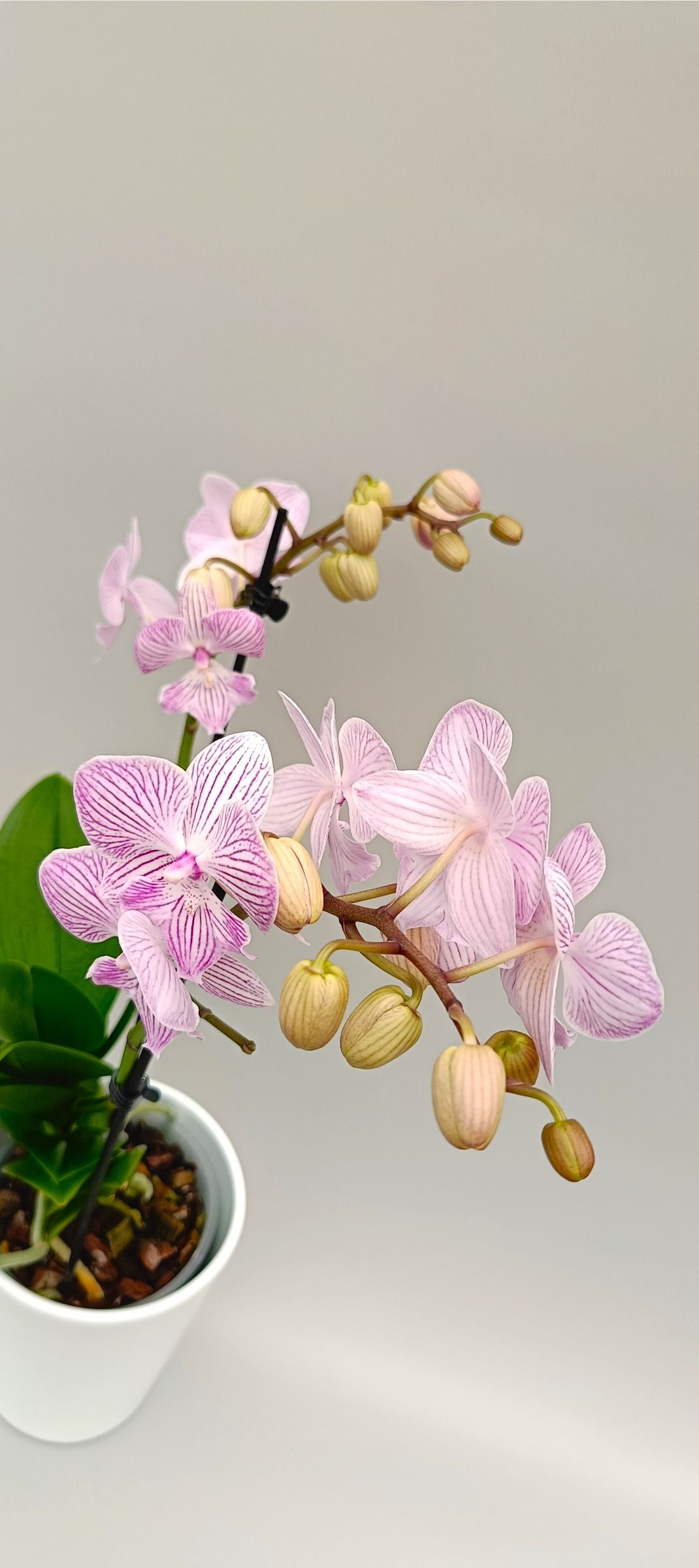 Elegant Mini Blush Vein orchid in white pot