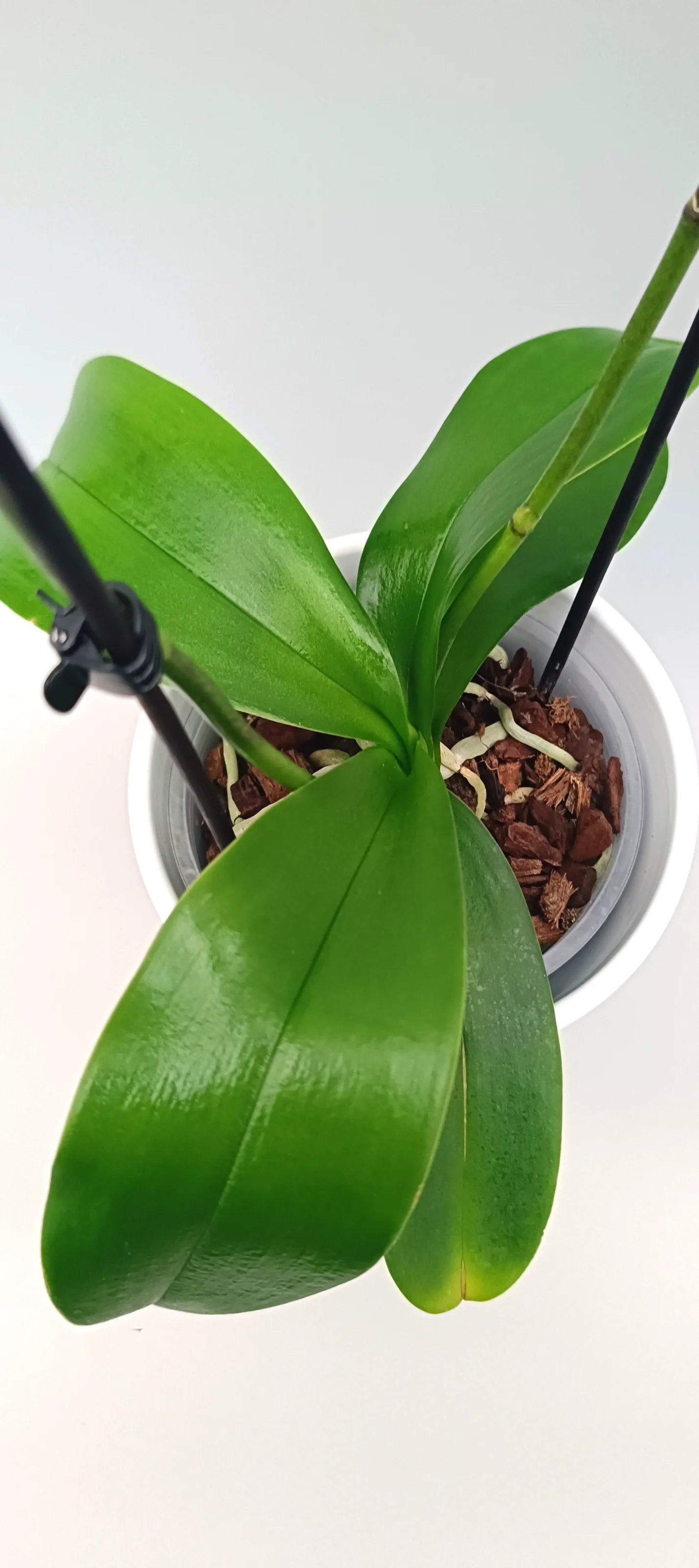 Leaves of luxury pink Phalaenopsis orchid Blush Whisper