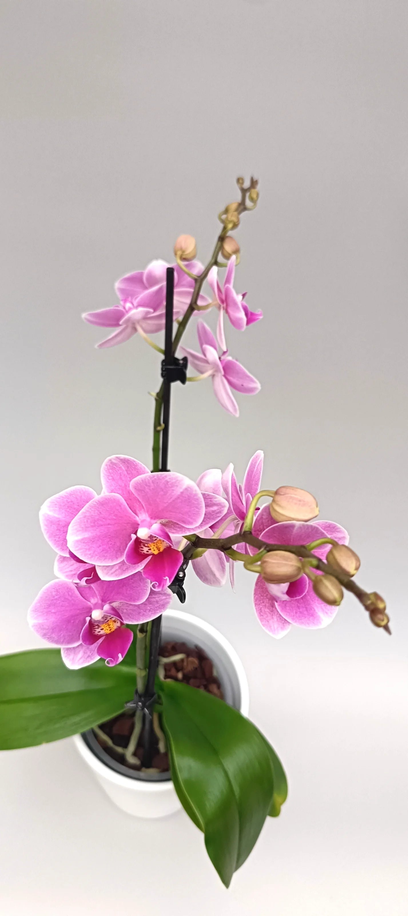 Elegant pink Phalaenopsis orchid Blush Whisper in a white pot