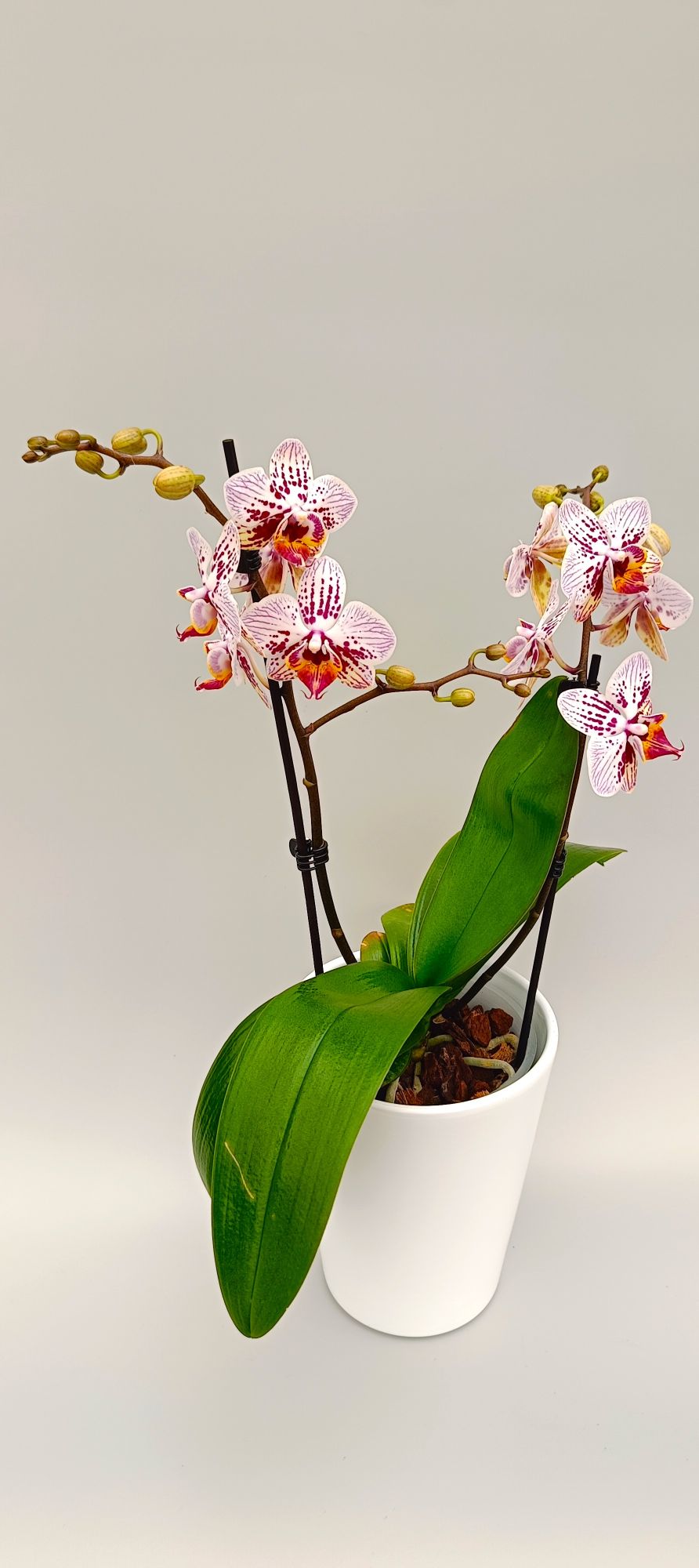 Healthy mini orchid with colorful spotted blooms