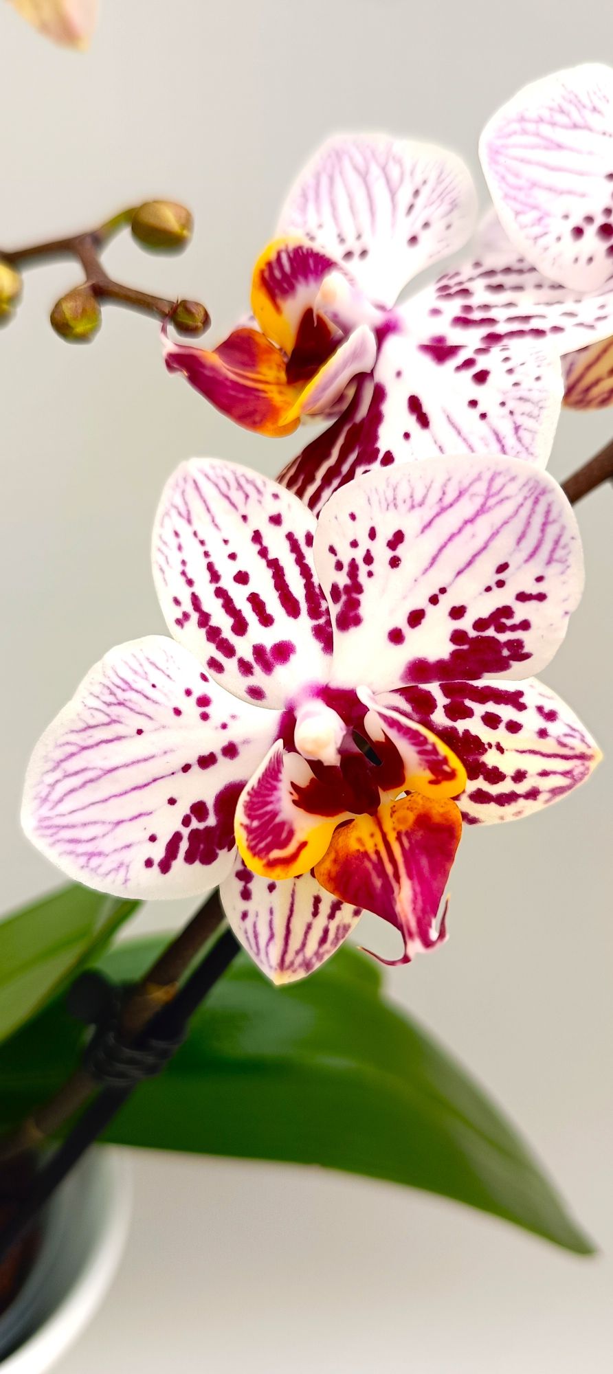 Close-up of mini orchid petals with playful coral splashes