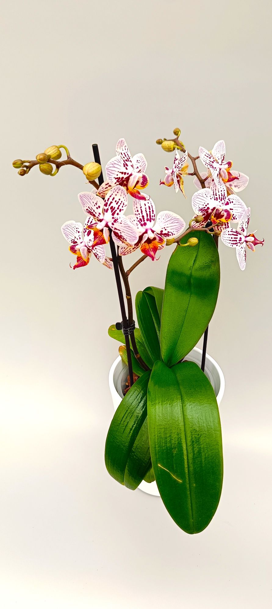 Mini Phalaenopsis orchid with exotic coral and raspberry blooms