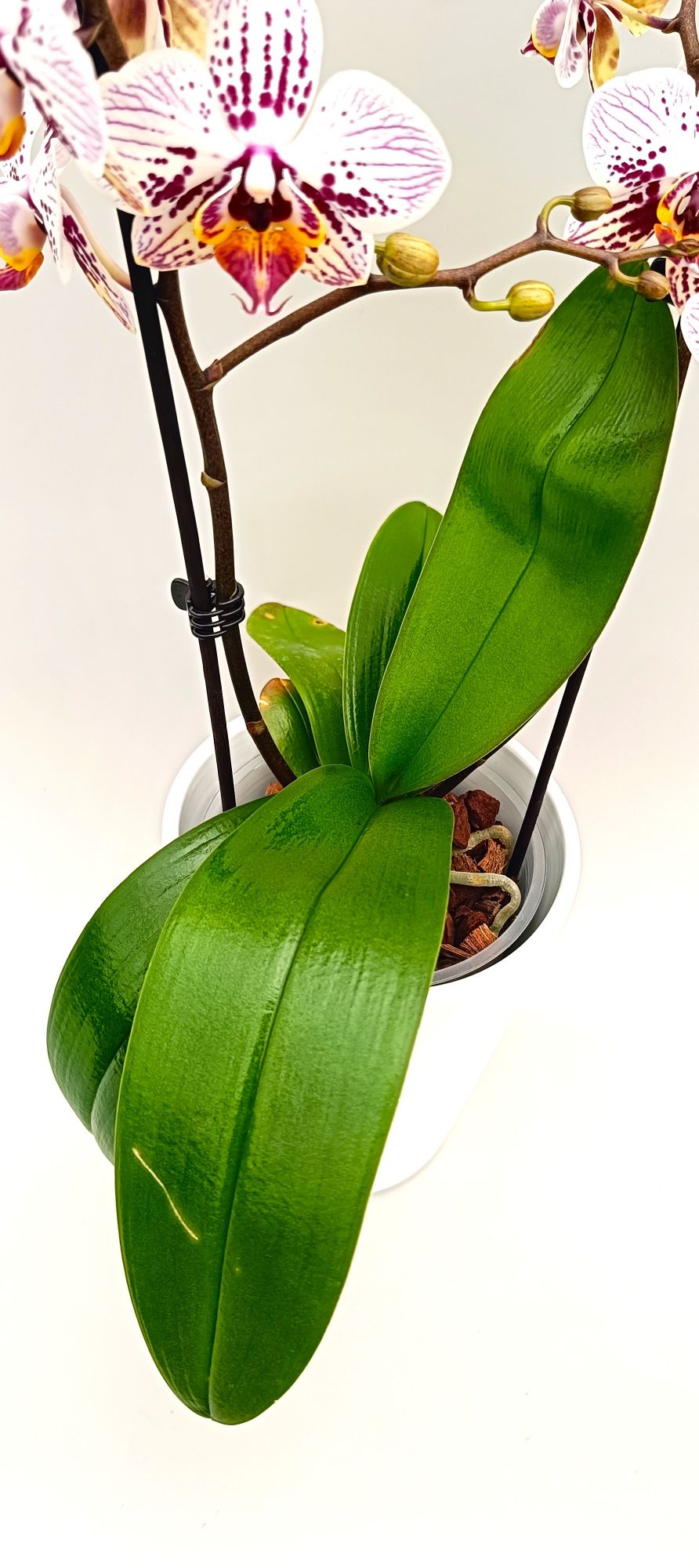 Healthy mini orchid with colorful spotted blooms