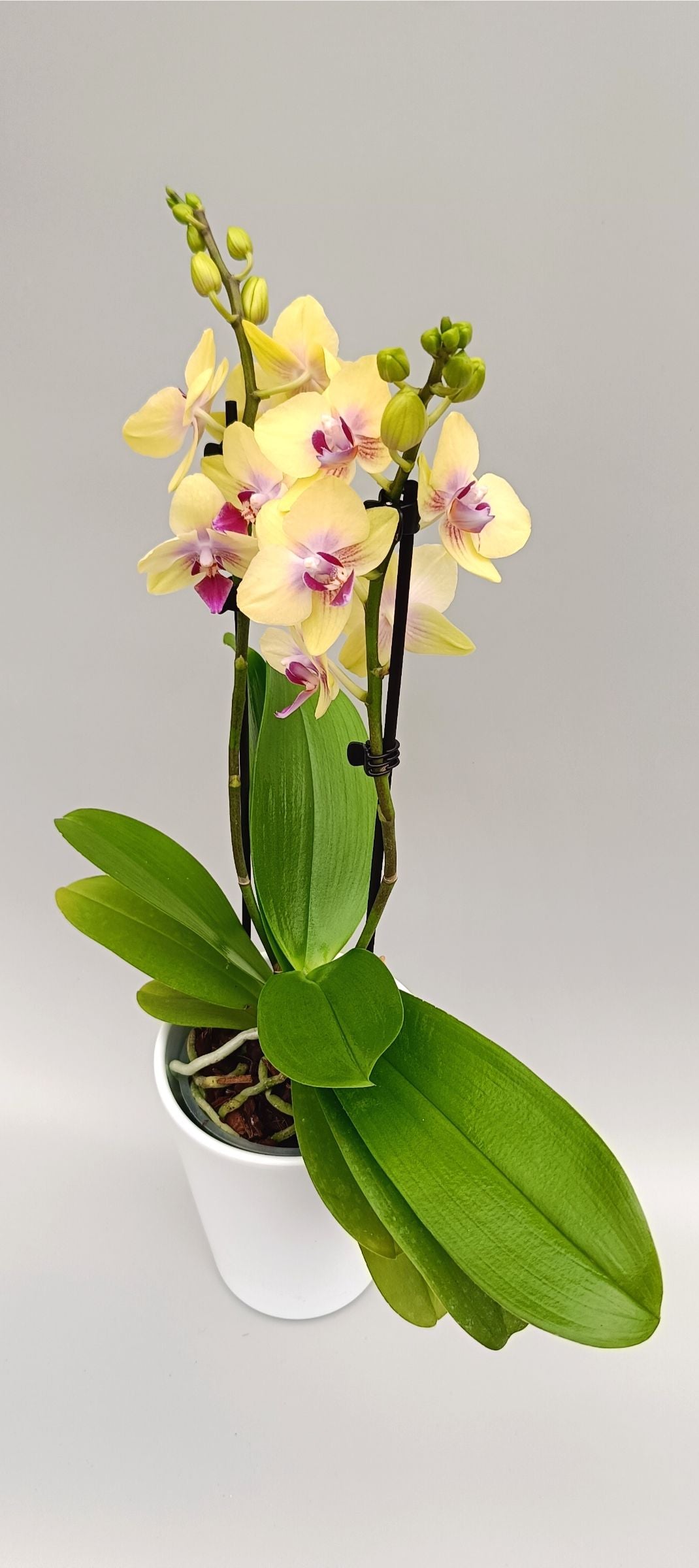Compact Mini Lemon Glow orchid in white pot