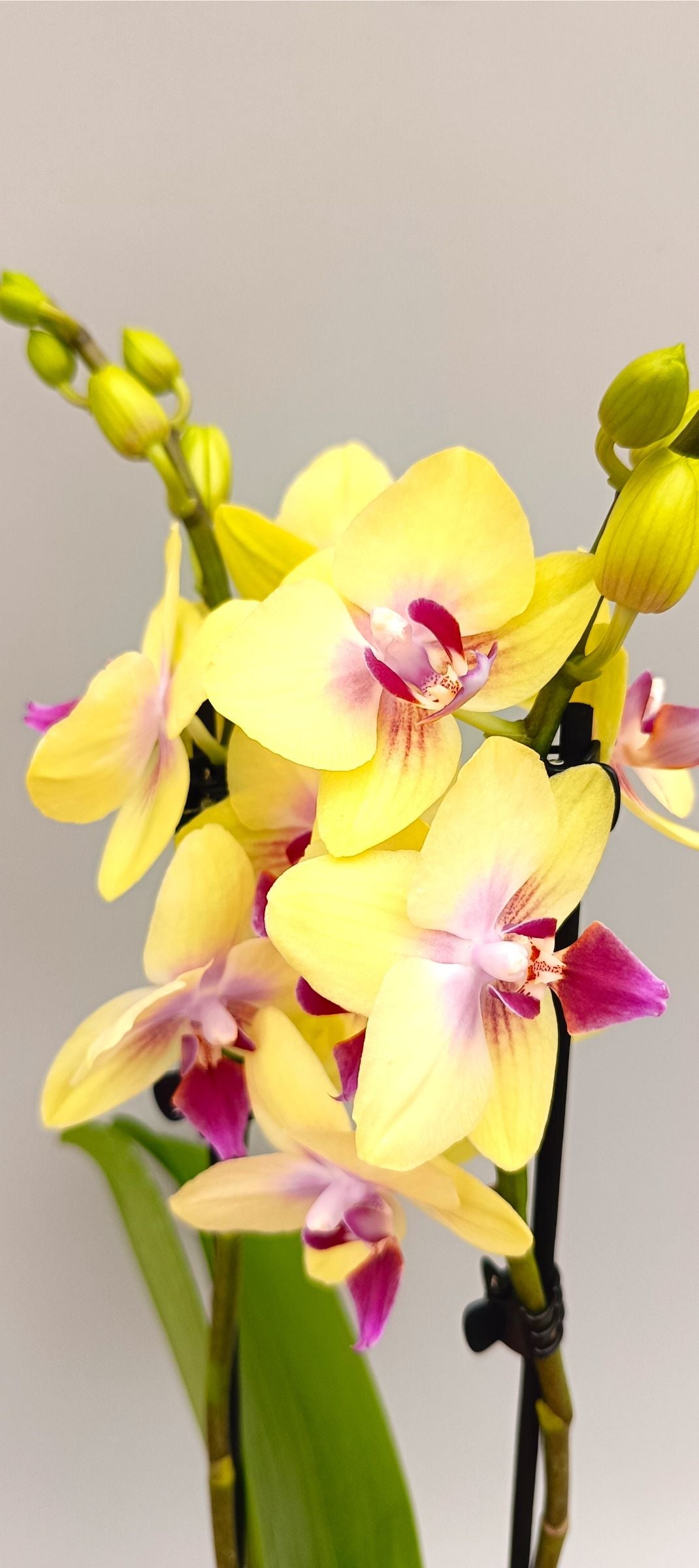 Compact Mini Lemon Glow orchid in white pot