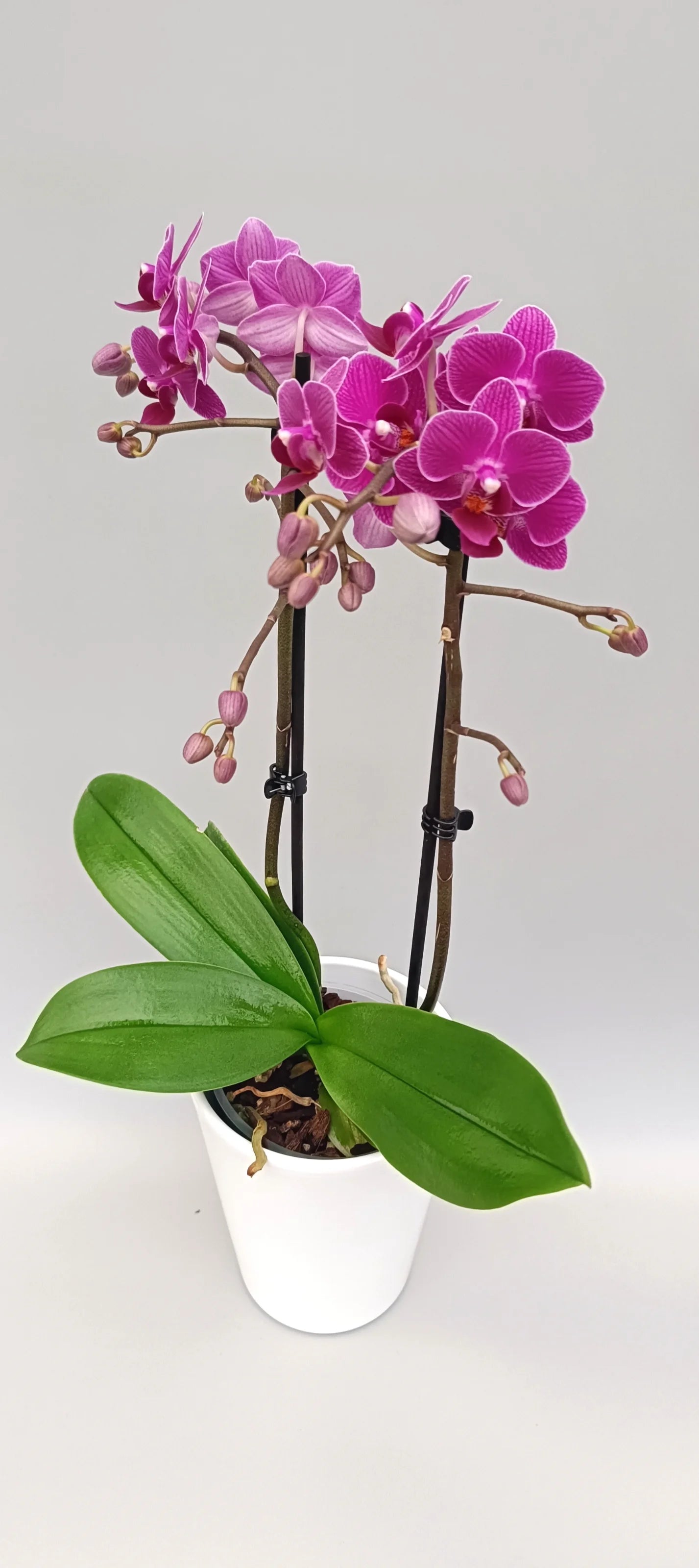 Full plant of Mini Fuchsia Charm compact Phalaenopsis orchid