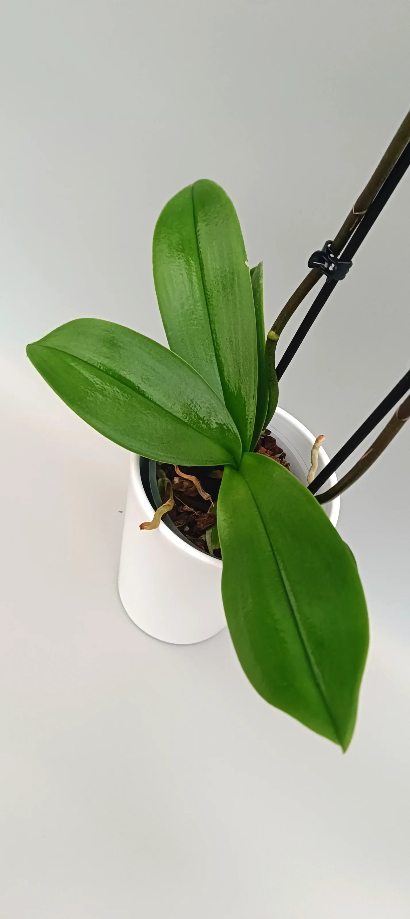 Leaves of Mini Fuchsia Charm orchid 