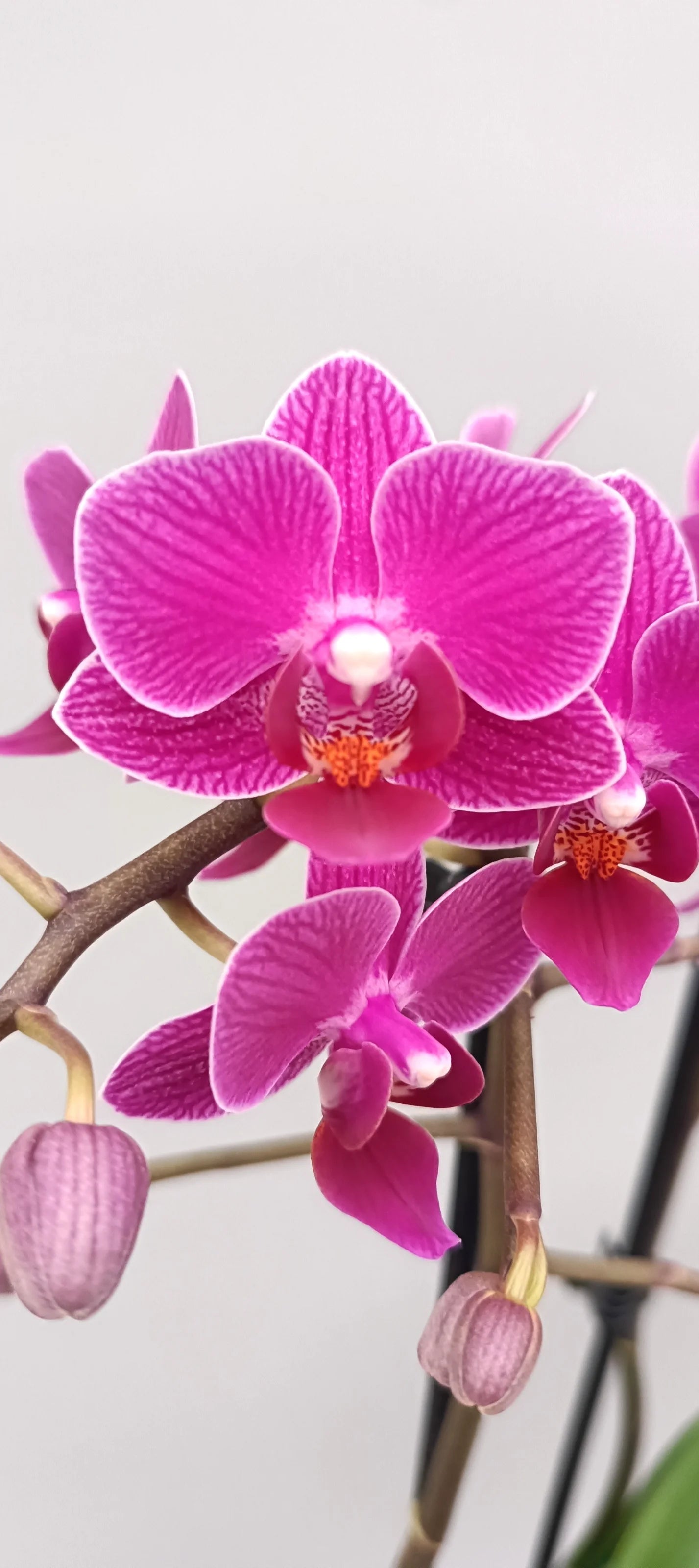 Close-up of Mini Fuchsia Charm compact Phalaenopsis orchid