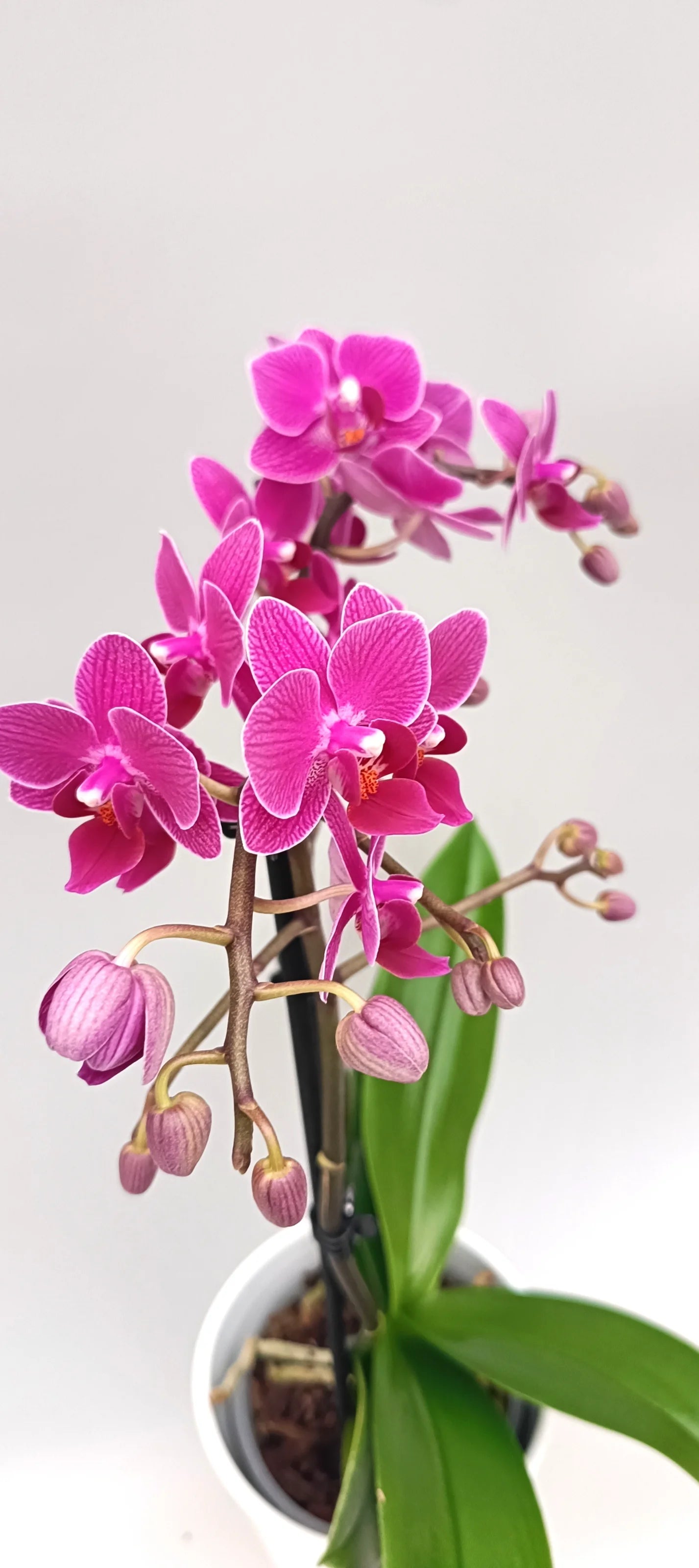 Mini Fuchsia Charm orchid with slender flower spikes and vibrant color