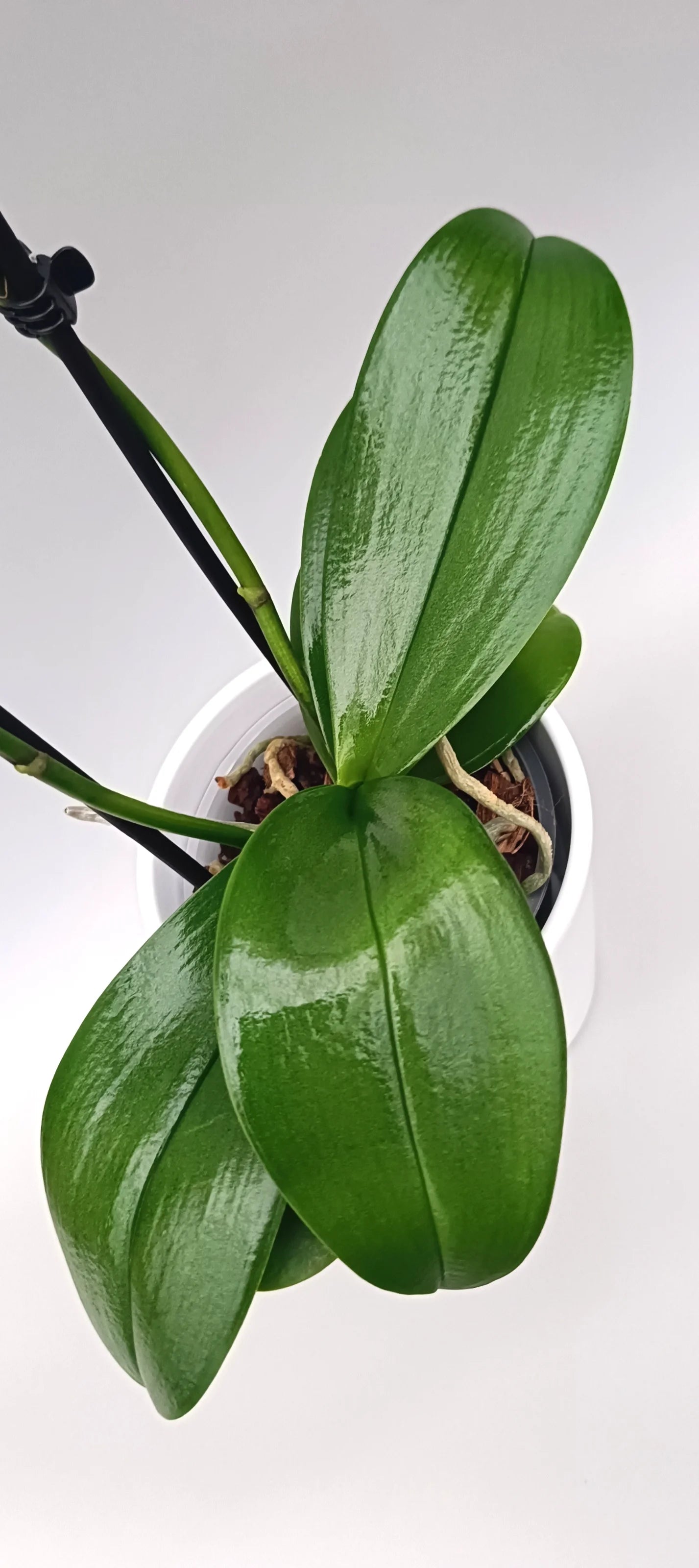 çLeaves of phalaenopsis Mini Soft Aura 