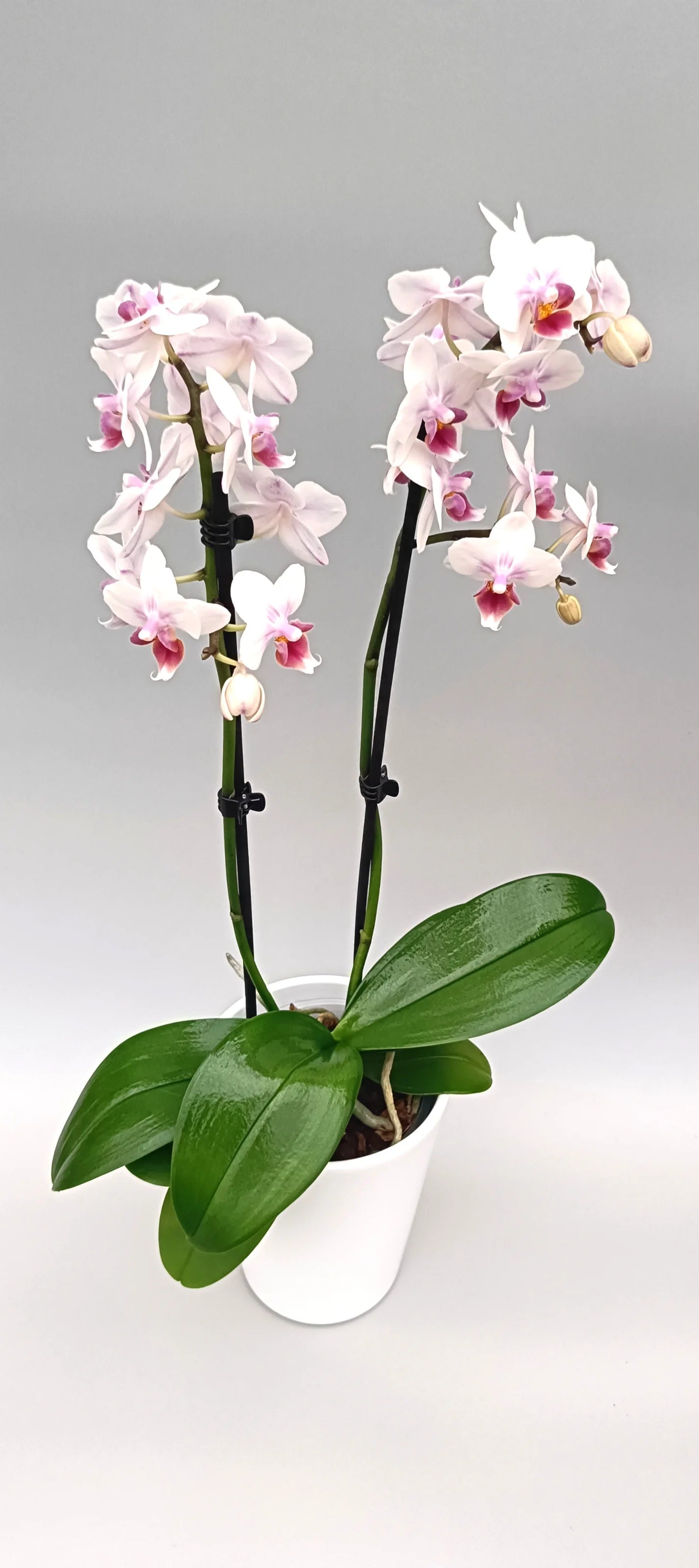 Delicate Phalaenopsis Mini Soft Aura with airy pastel pink blooms