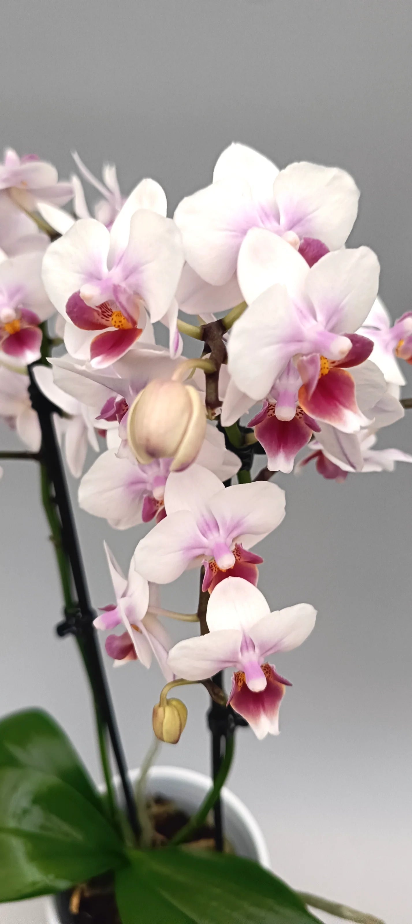 Mini Soft Aura mini Phalaenopsis orchid with soft blush-pink flowers