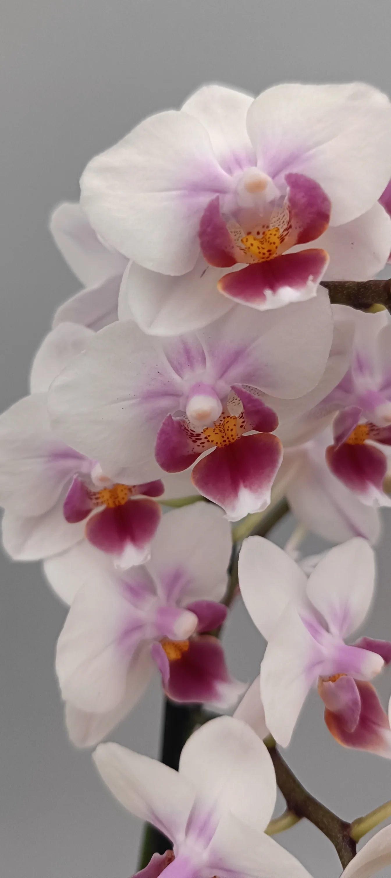 Close-up of Mini Soft Aura orchid flowers with soft pastel texture