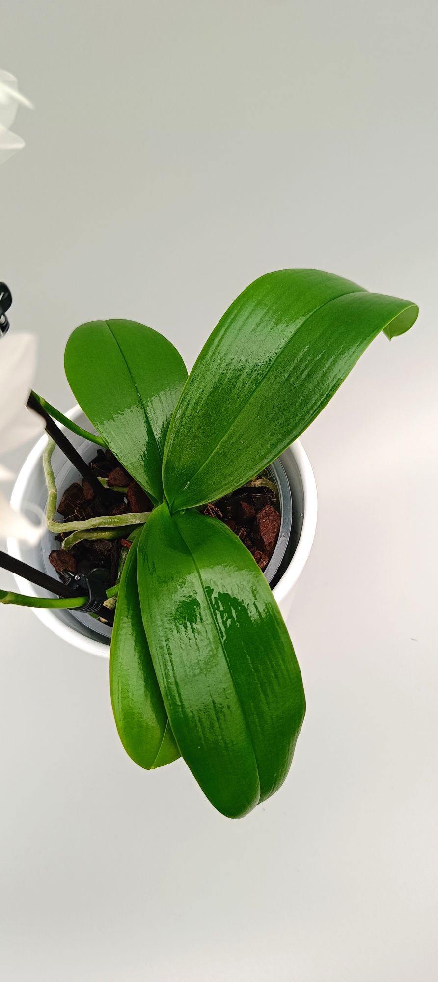 Healthy green leaves of mini orchid in pot