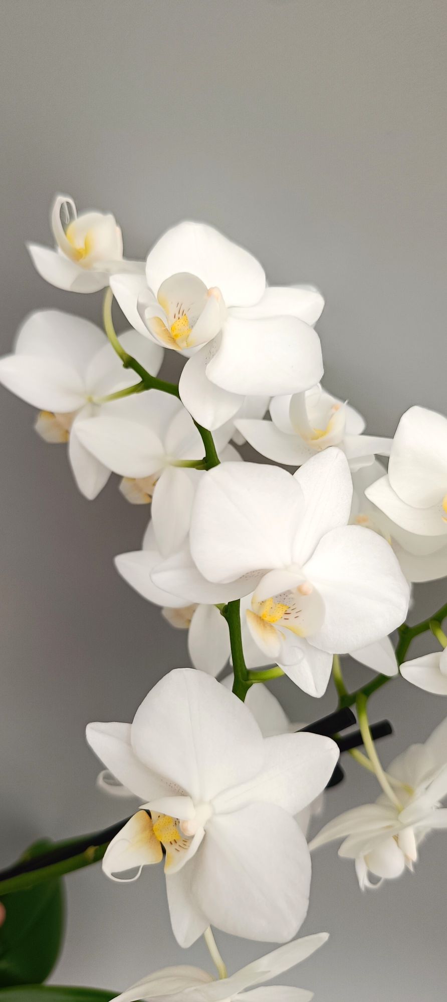 Close-up of white orchid blooms with soft yellow center
