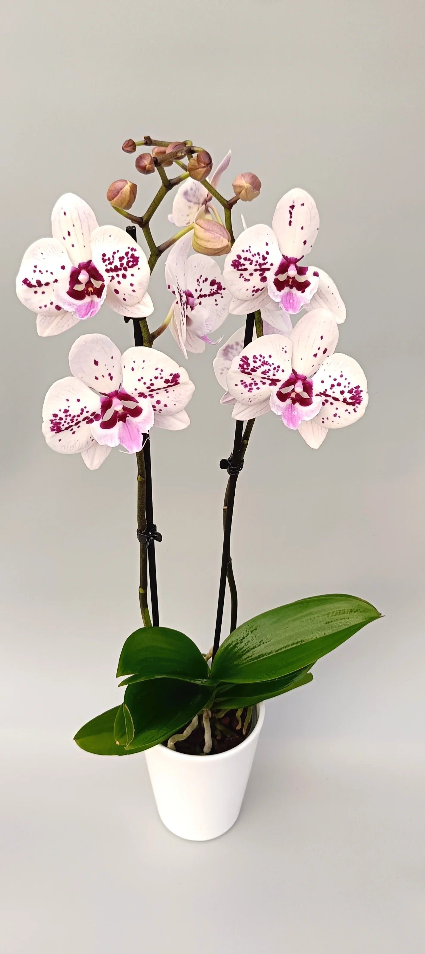 Elegant Phalaenopsis Noble Pattern with decorative spotted flower pattern