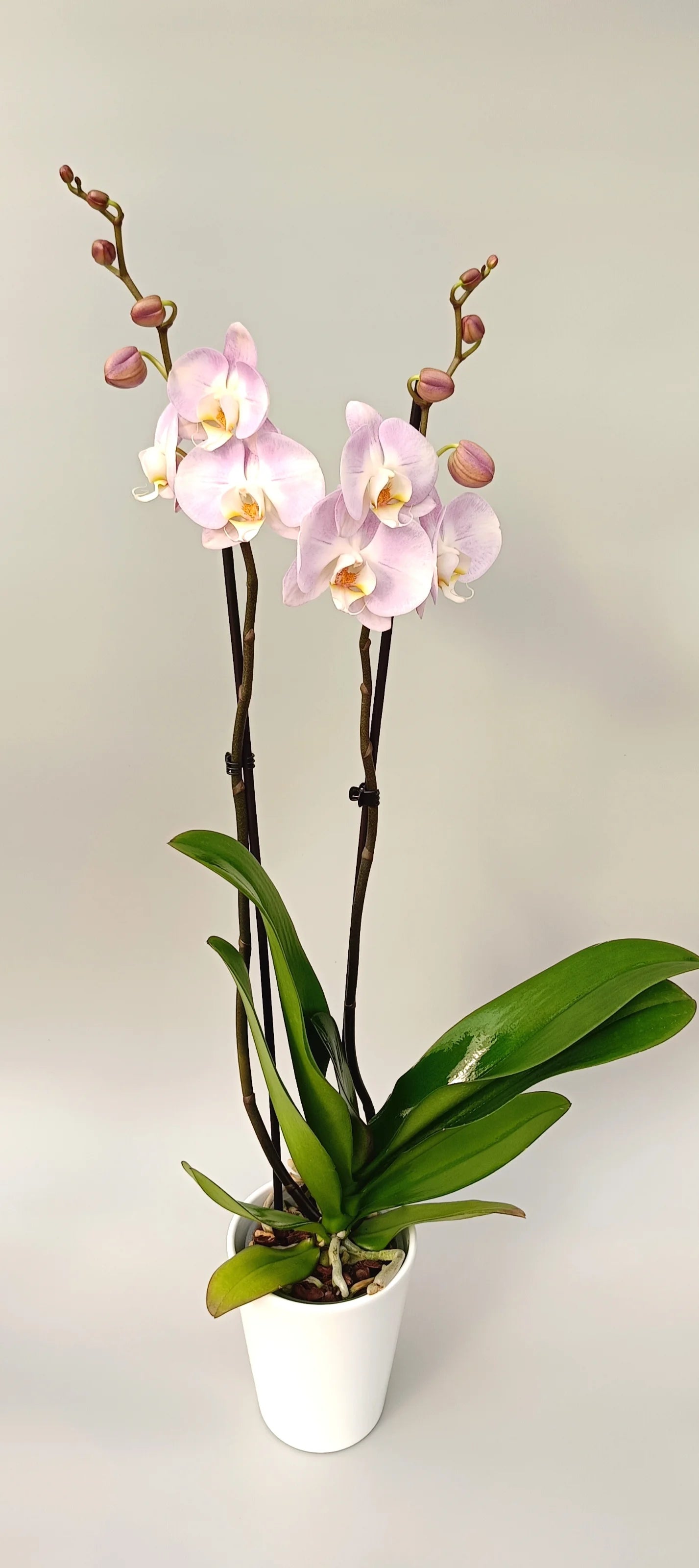 Blooming Phalaenopsis Pink Pearl in a white pot