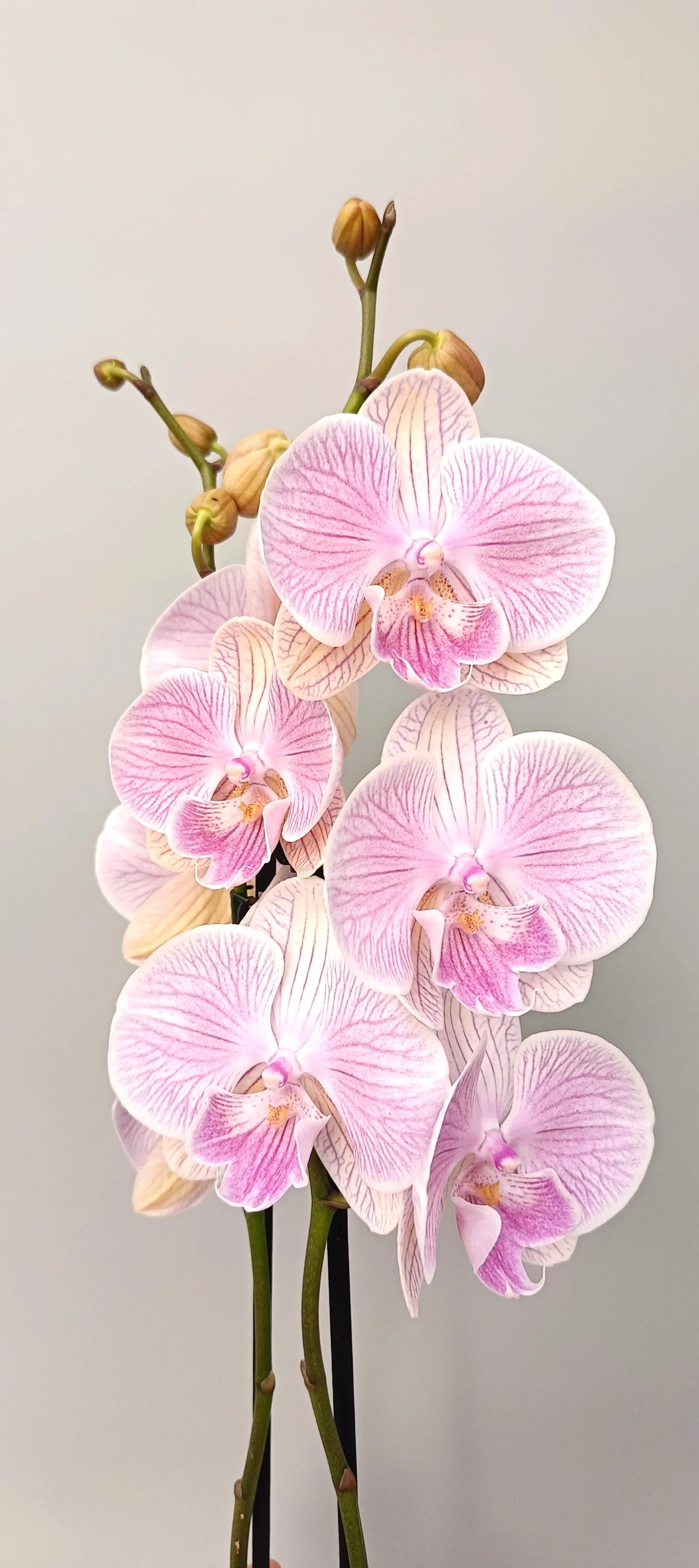 Romantic pink Phalaenopsis orchid with delicate veining