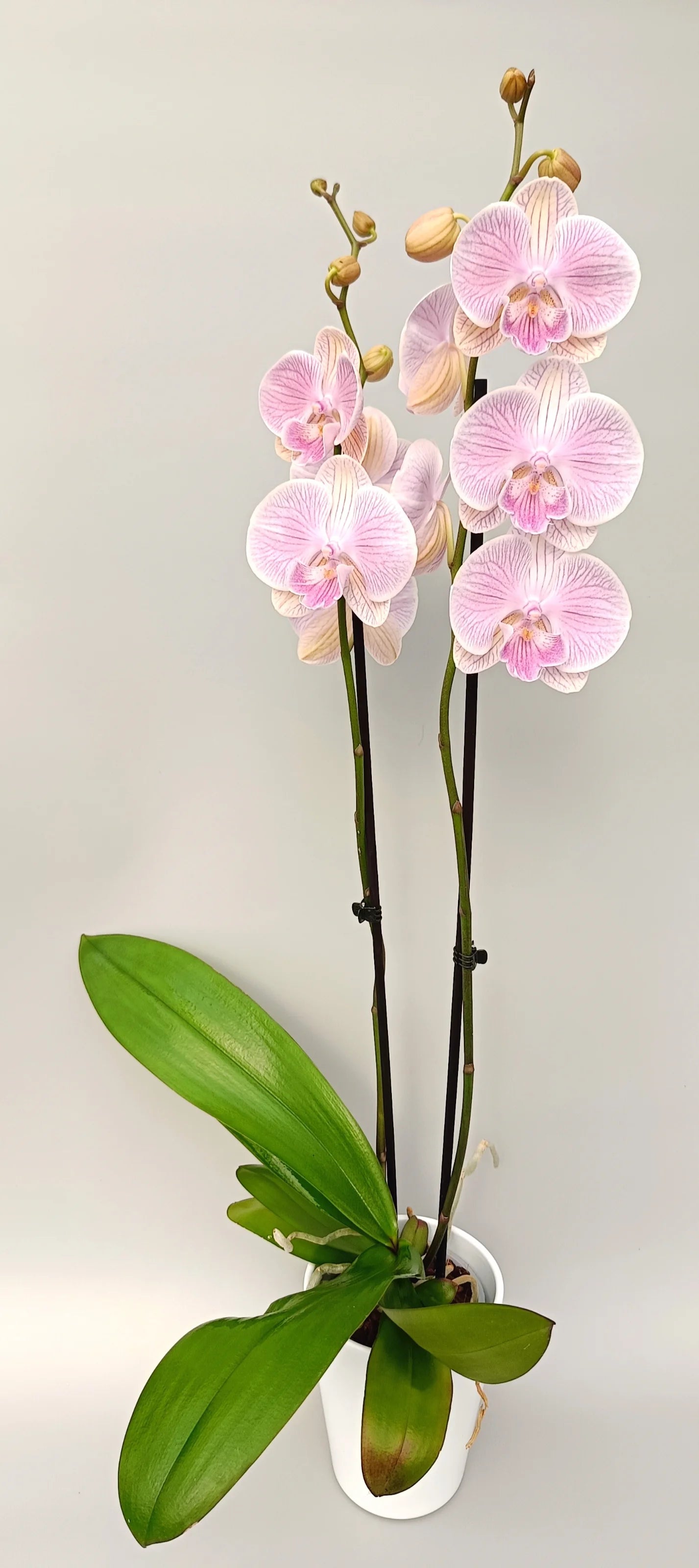 Phalaenopsis orchid Pink Romance with soft pink flowers