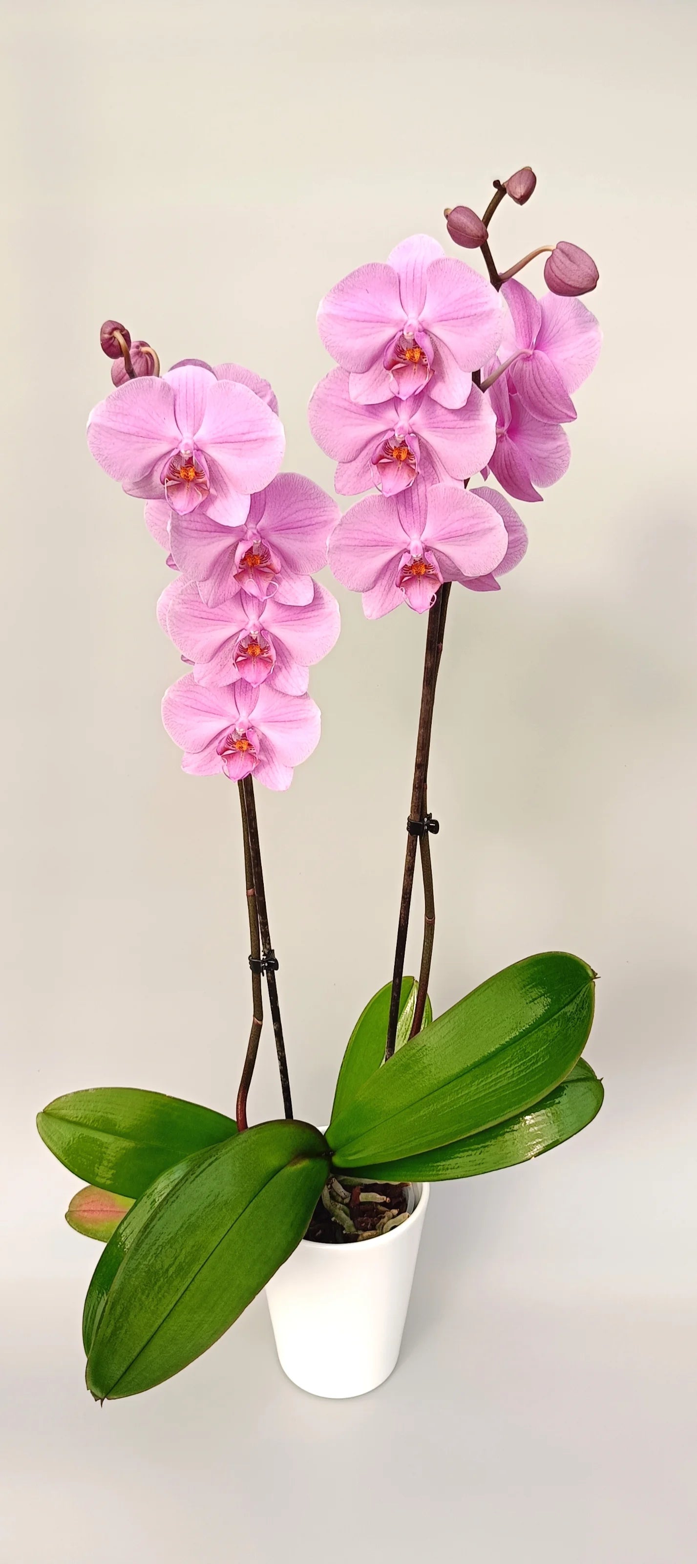 Phalaenopsis orchid Pink Velvet with rich pink flowers