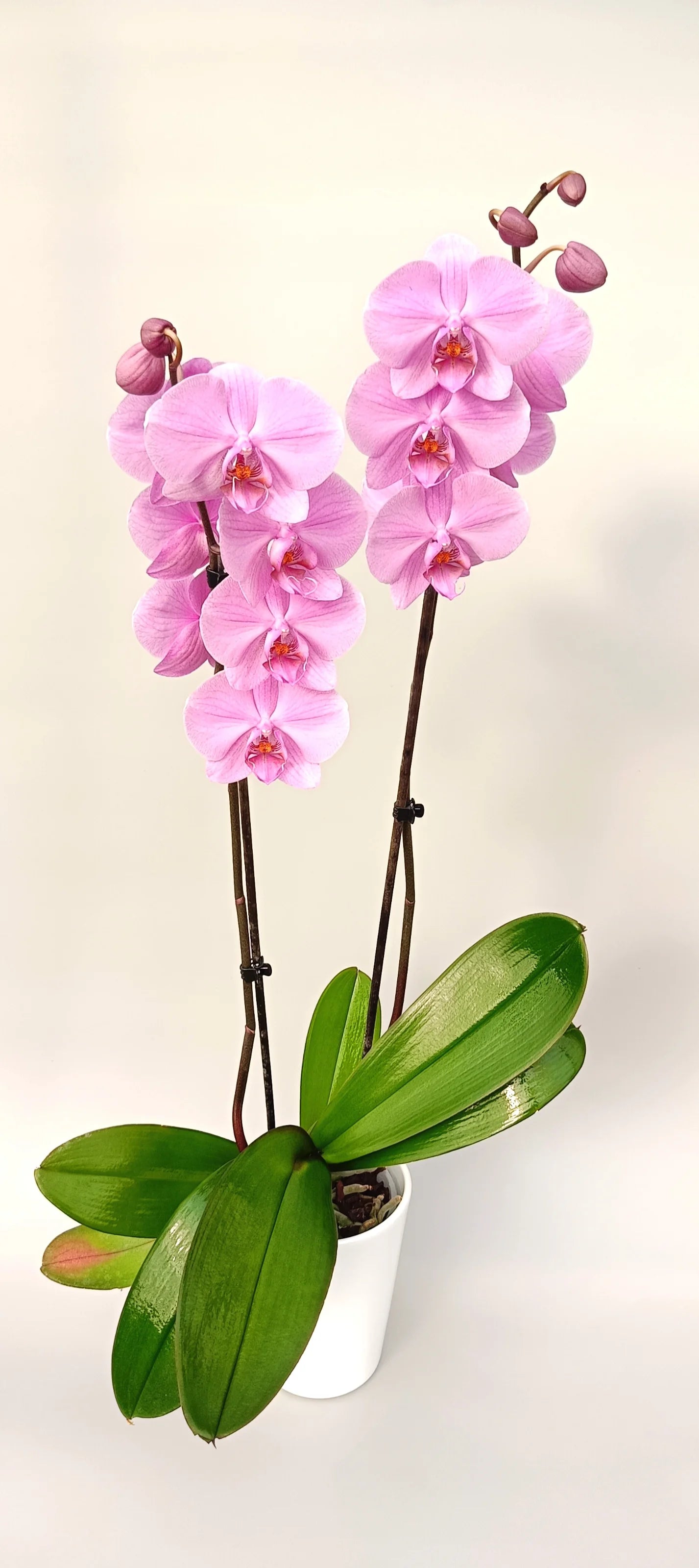 Luxury pink orchid Pink Velvet with two flower spikes