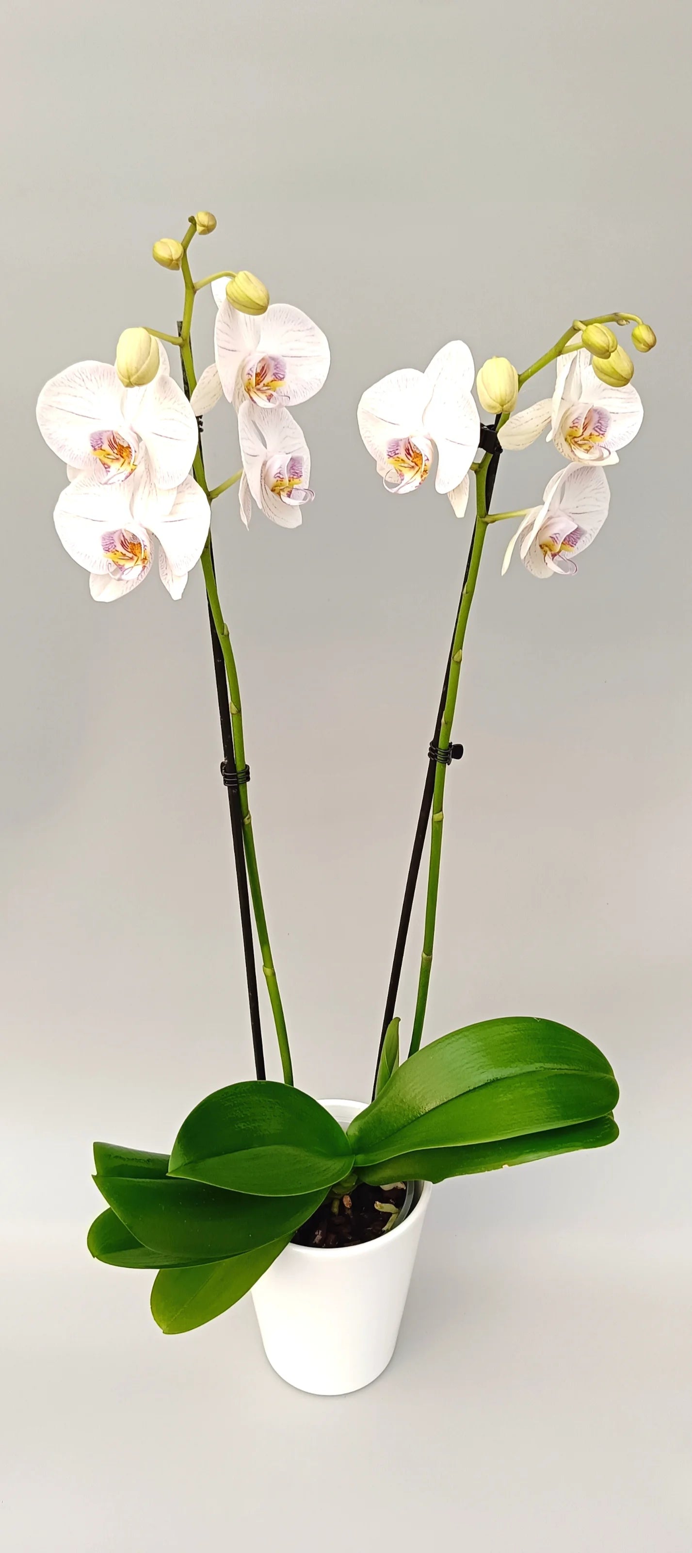 Porcelain Kiss Phalaenopsis orchid with pale pink porcelain-like flowers in a modern white pot.