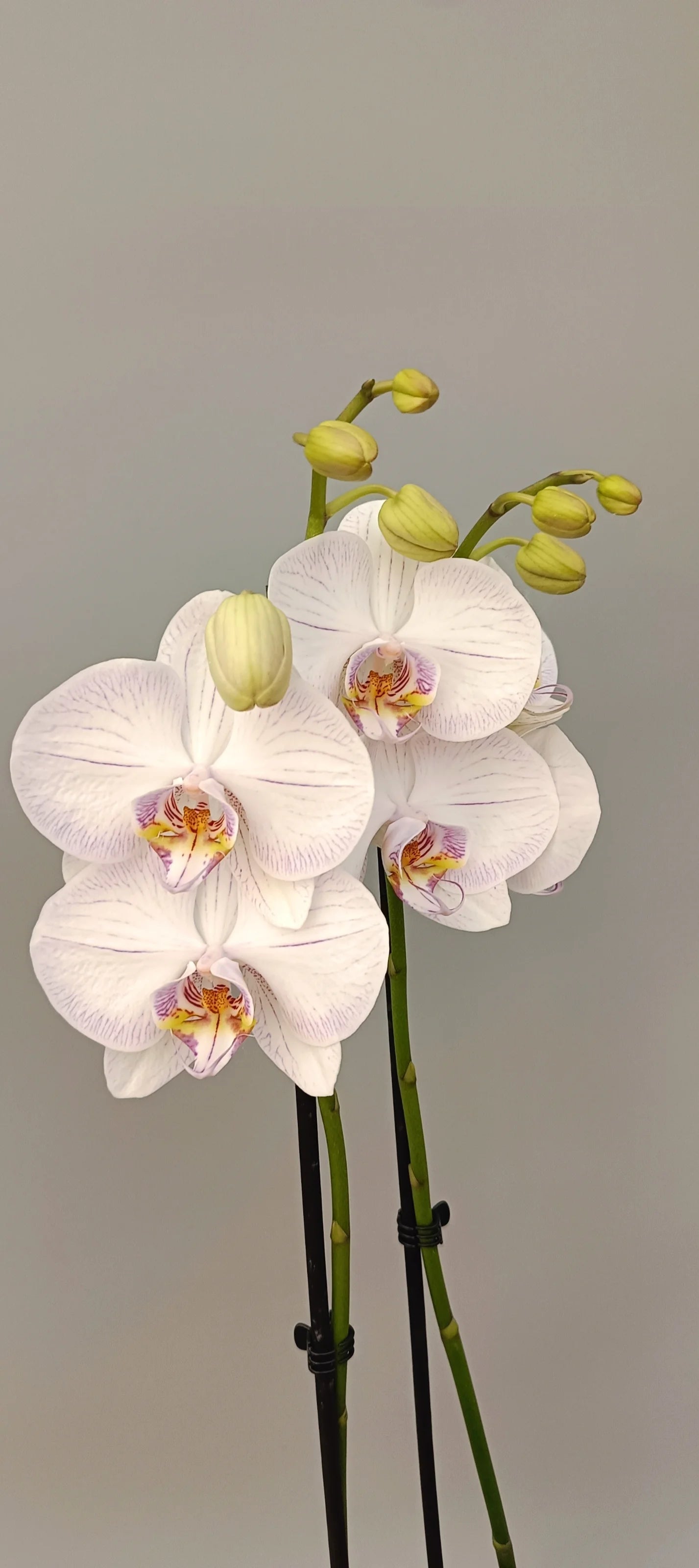 Porcelain Kiss Phalaenopsis orchid with pale pink porcelain-like flowers
