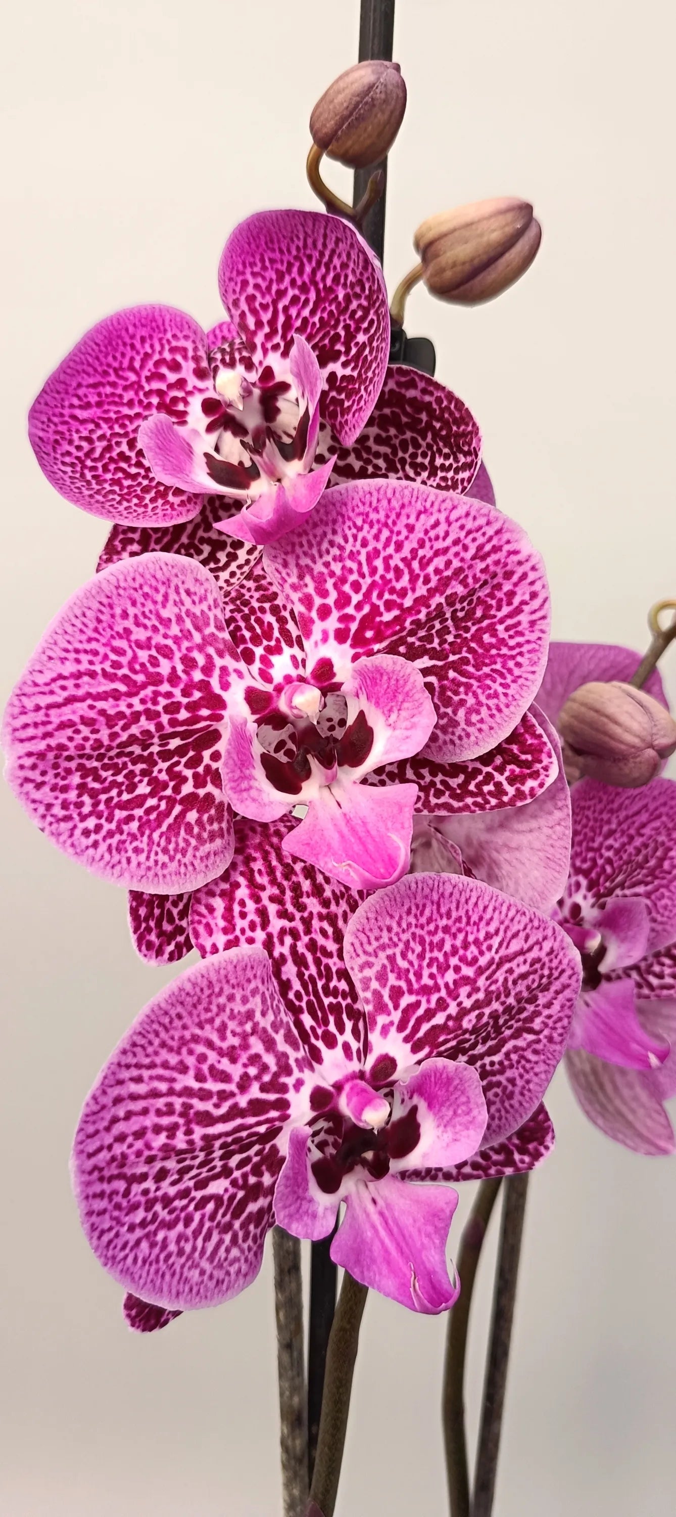Phalaenopsis orchid Purple Lace with lace-like purple pattern