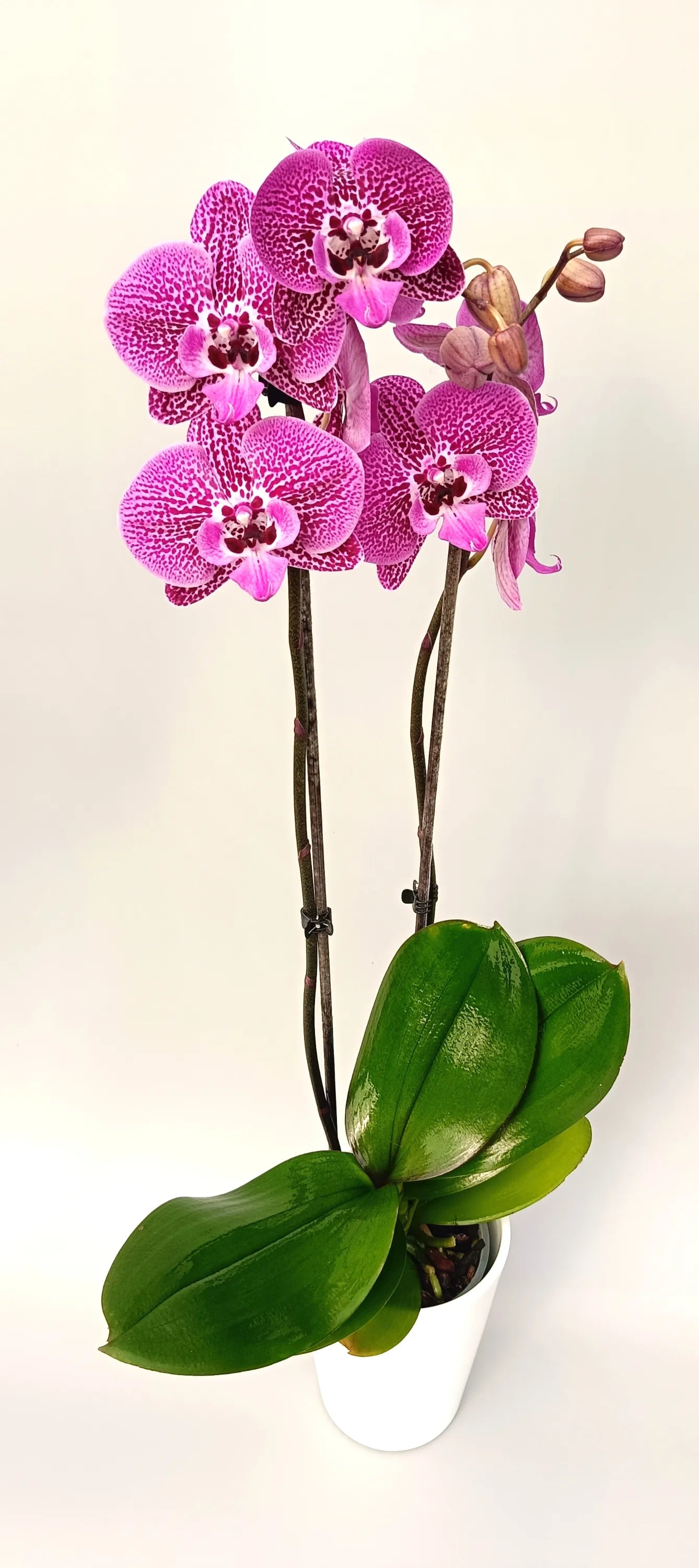 Blooming Phalaenopsis Purple Lace in a white pot