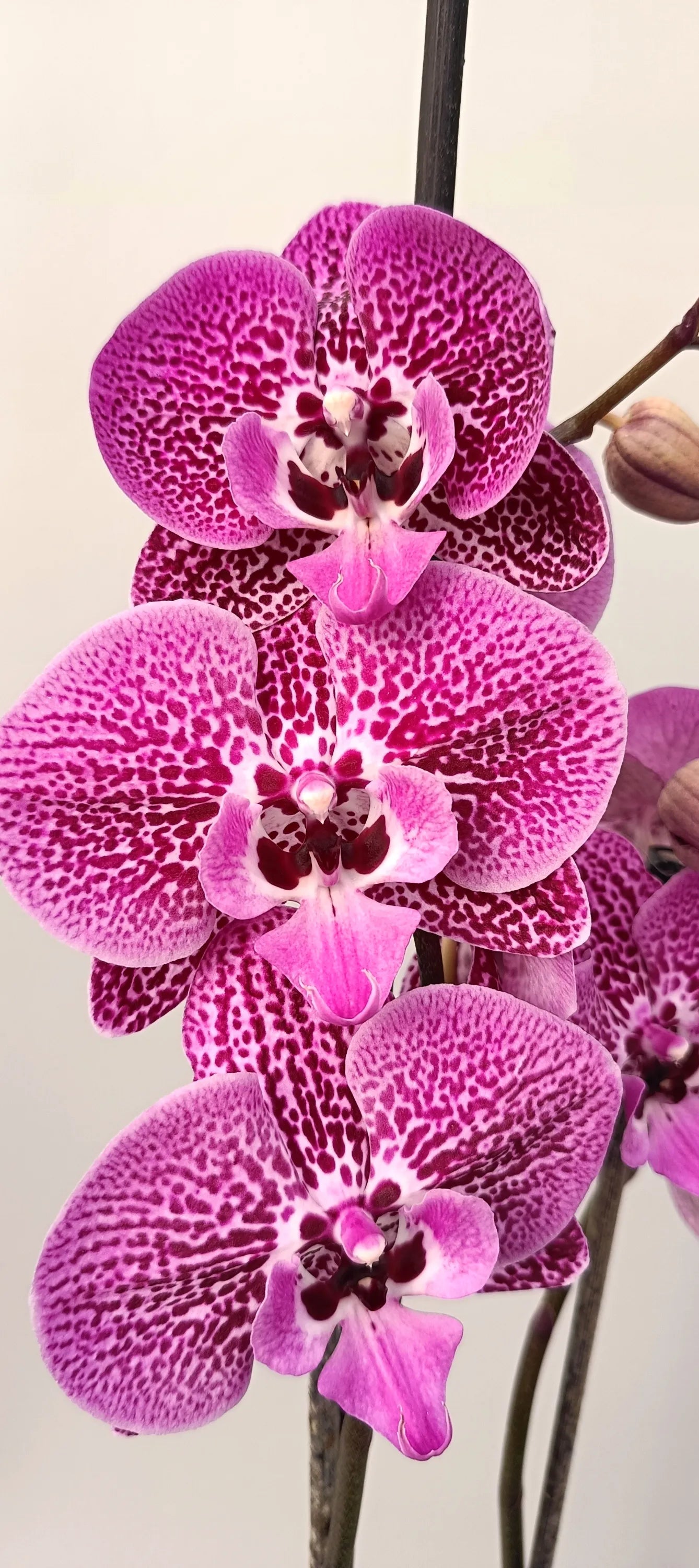 Close-up of Purple Lace orchid blooms