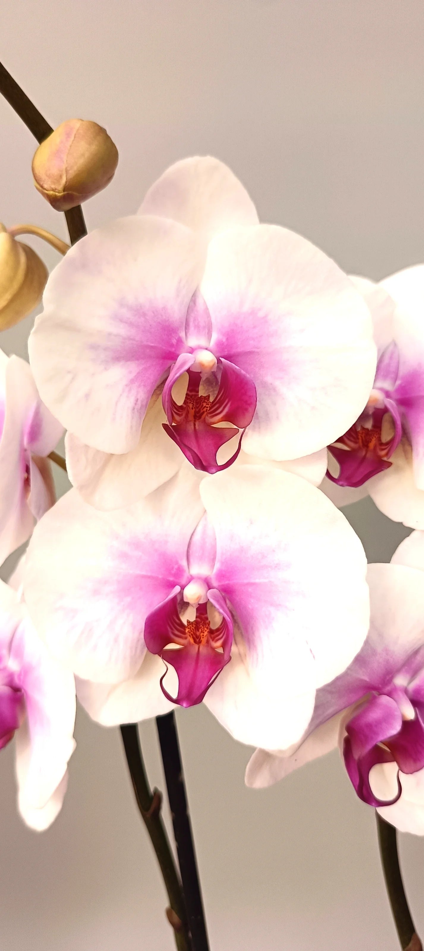Detail of blooming Phalaenopsis Rose Aura