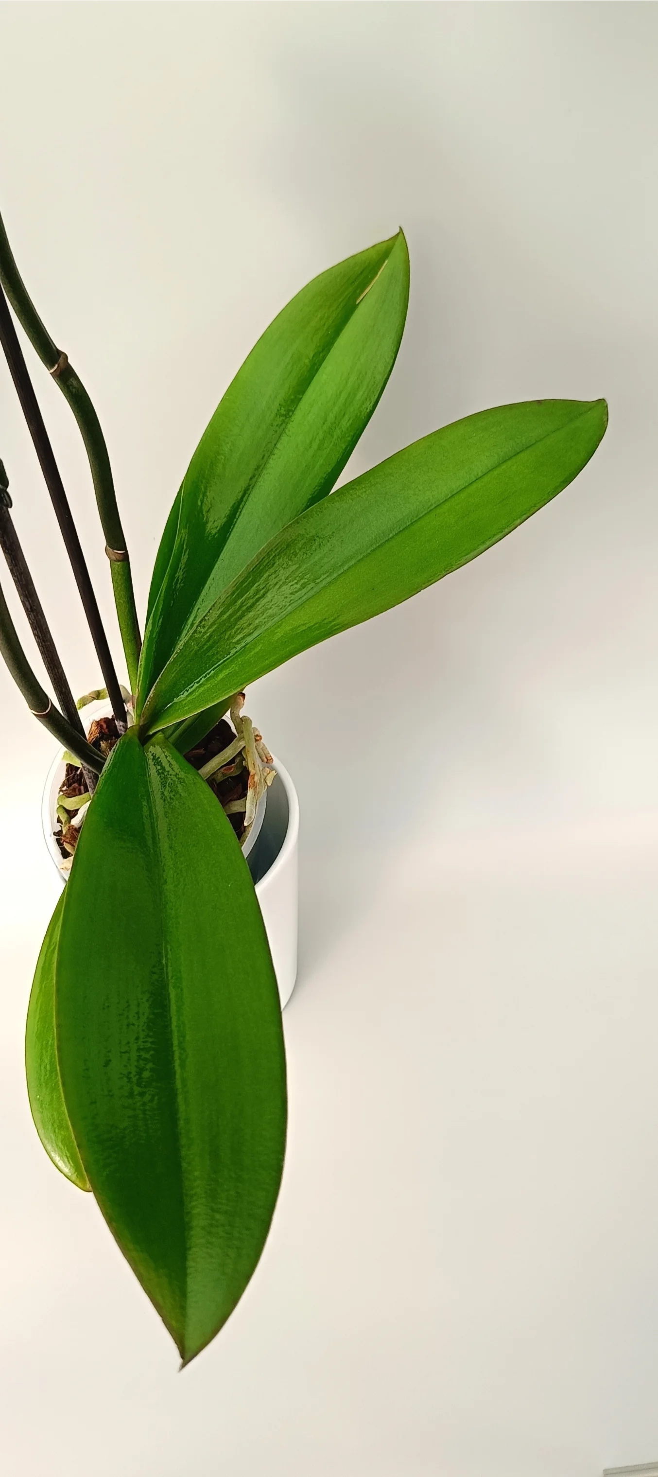 Leaves of luxury Phalaenopsis Rose Aura for modern interiors