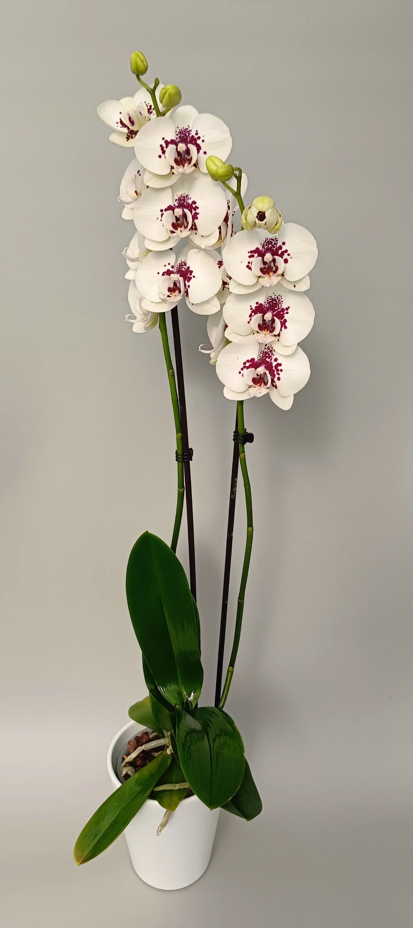 Elegant white orchid with decorative purple spots