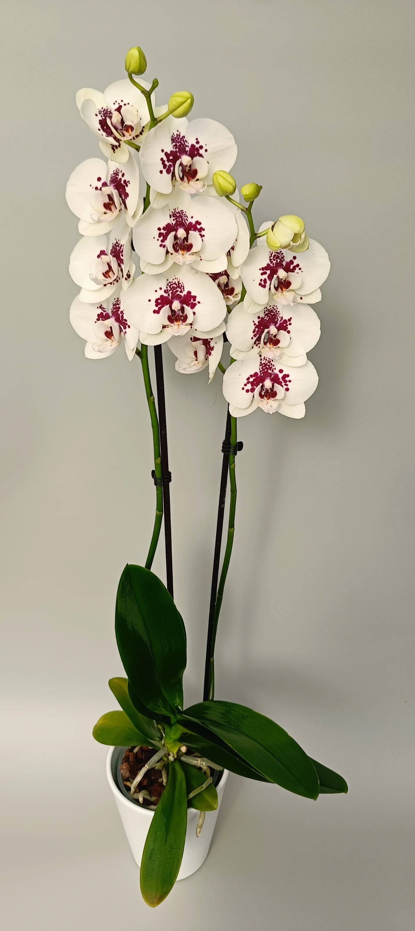 Full plant of elegant white orchid with decorative purple spots