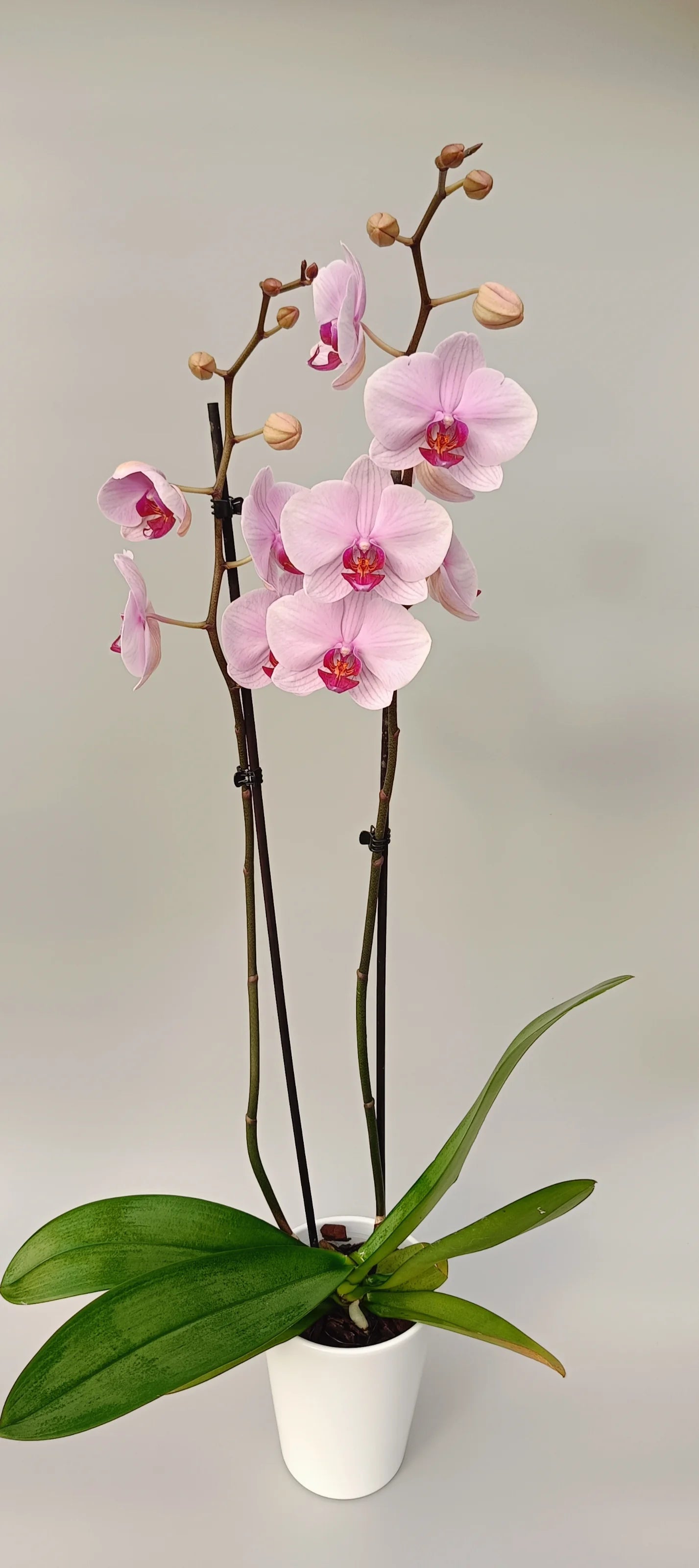 Phalaenopsis Soft Blush