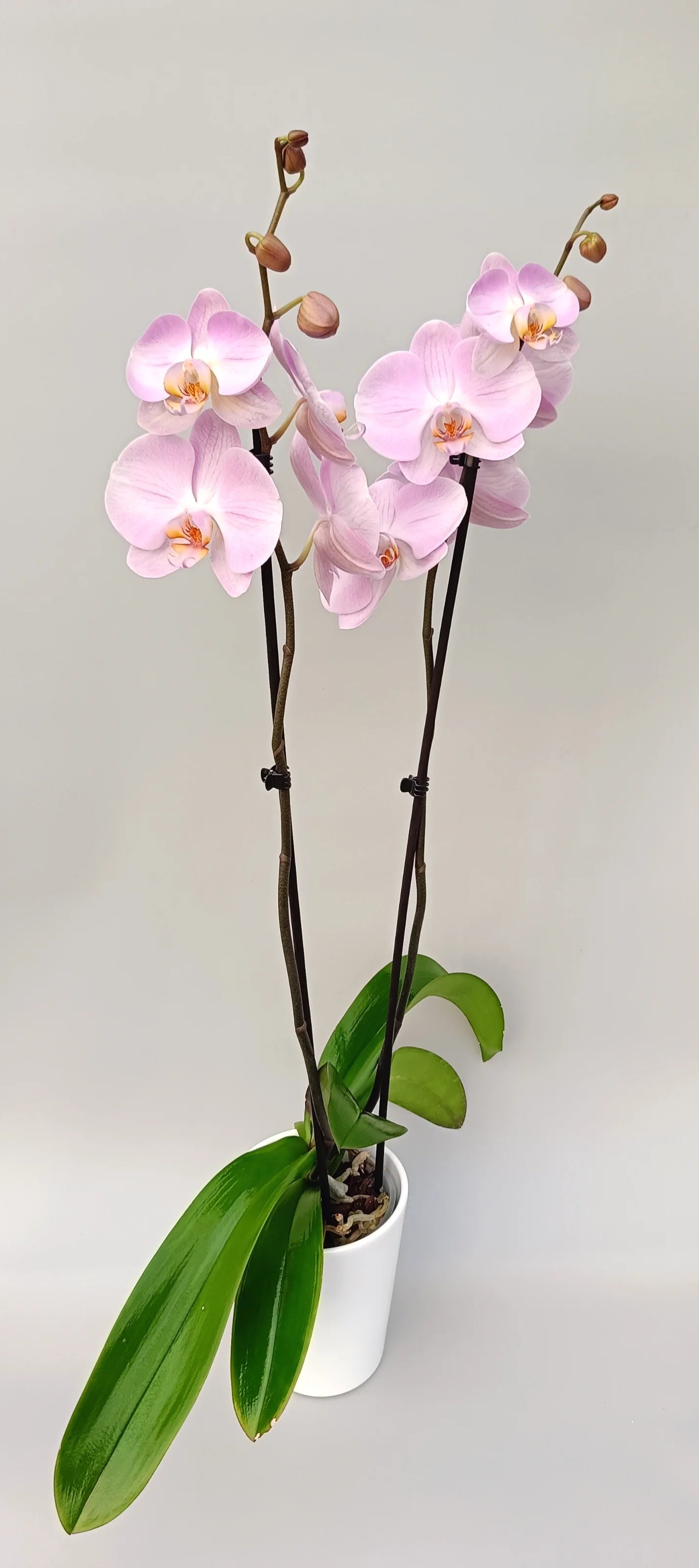Blooming Phalaenopsis Soft Rose in a white pot