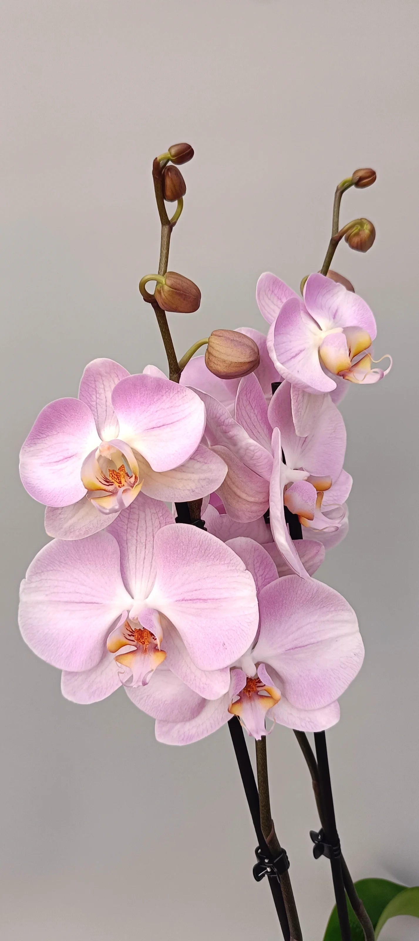 Close-up of Soft Rose orchid flowers