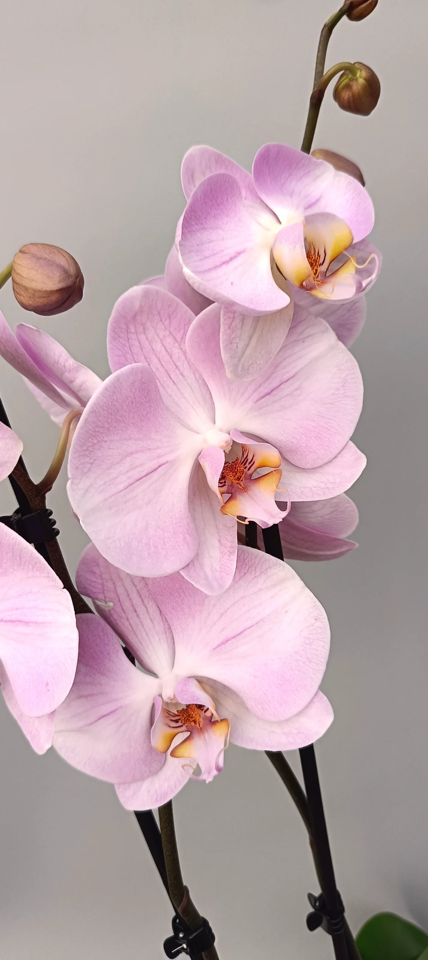 Delicate orchid Soft Rose for interiors