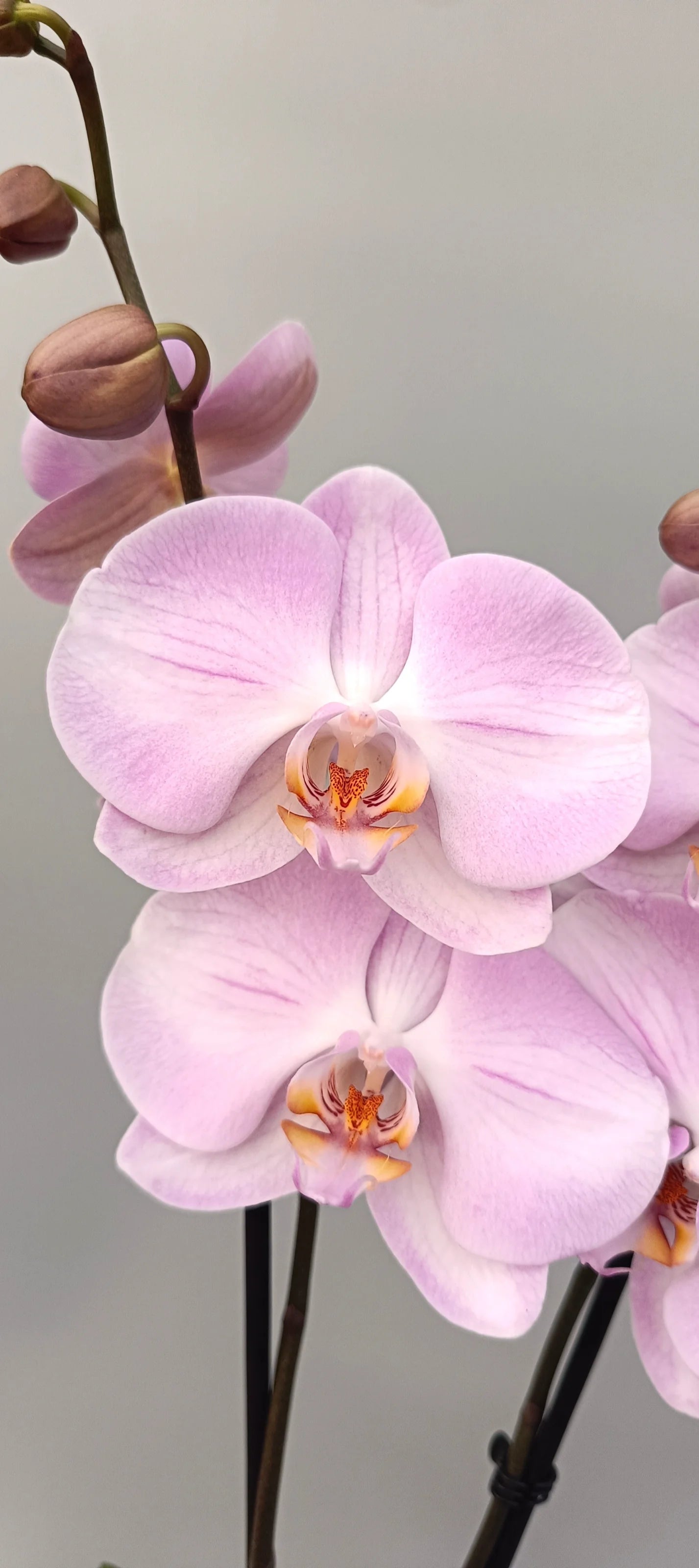 Close-up of Soft Rose orchid flowers