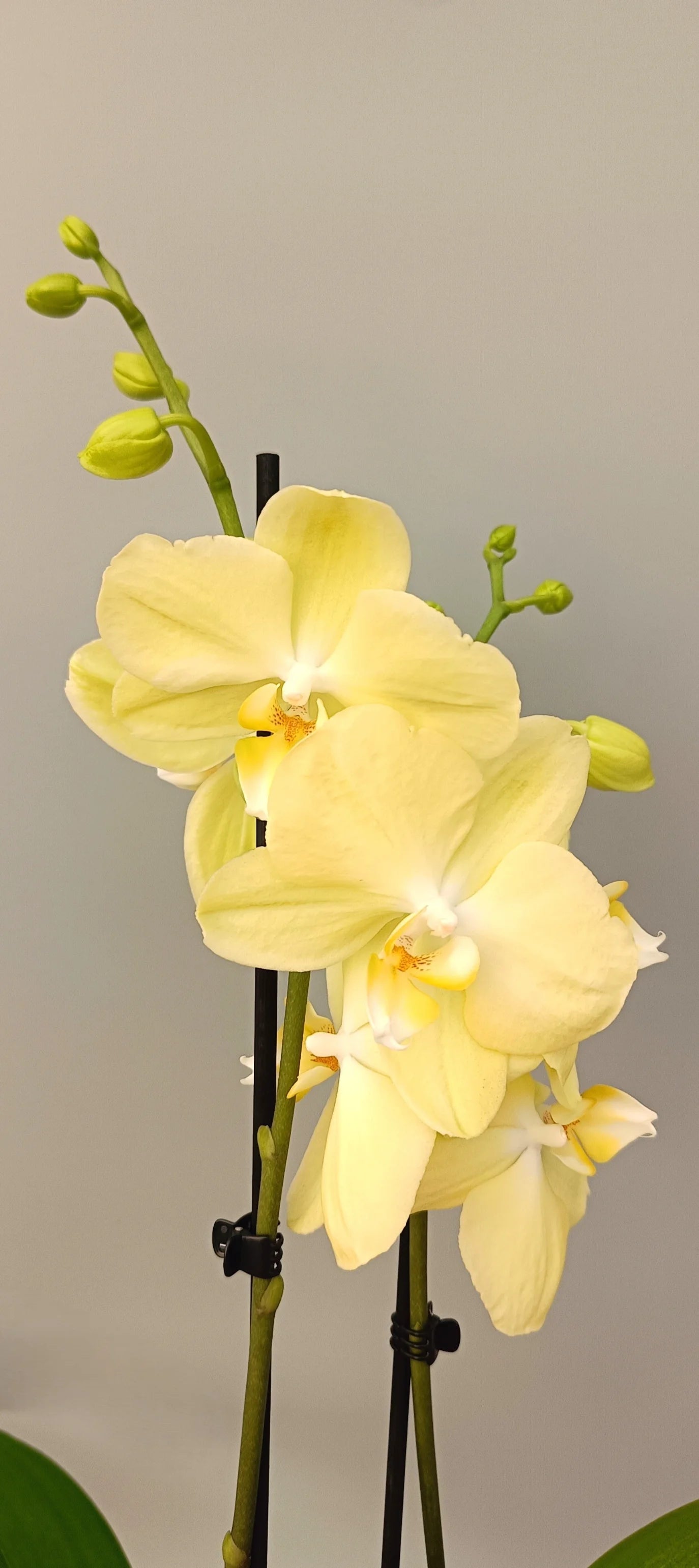 Close-up of Vanilla Light Phalaenopsis orchid blooms